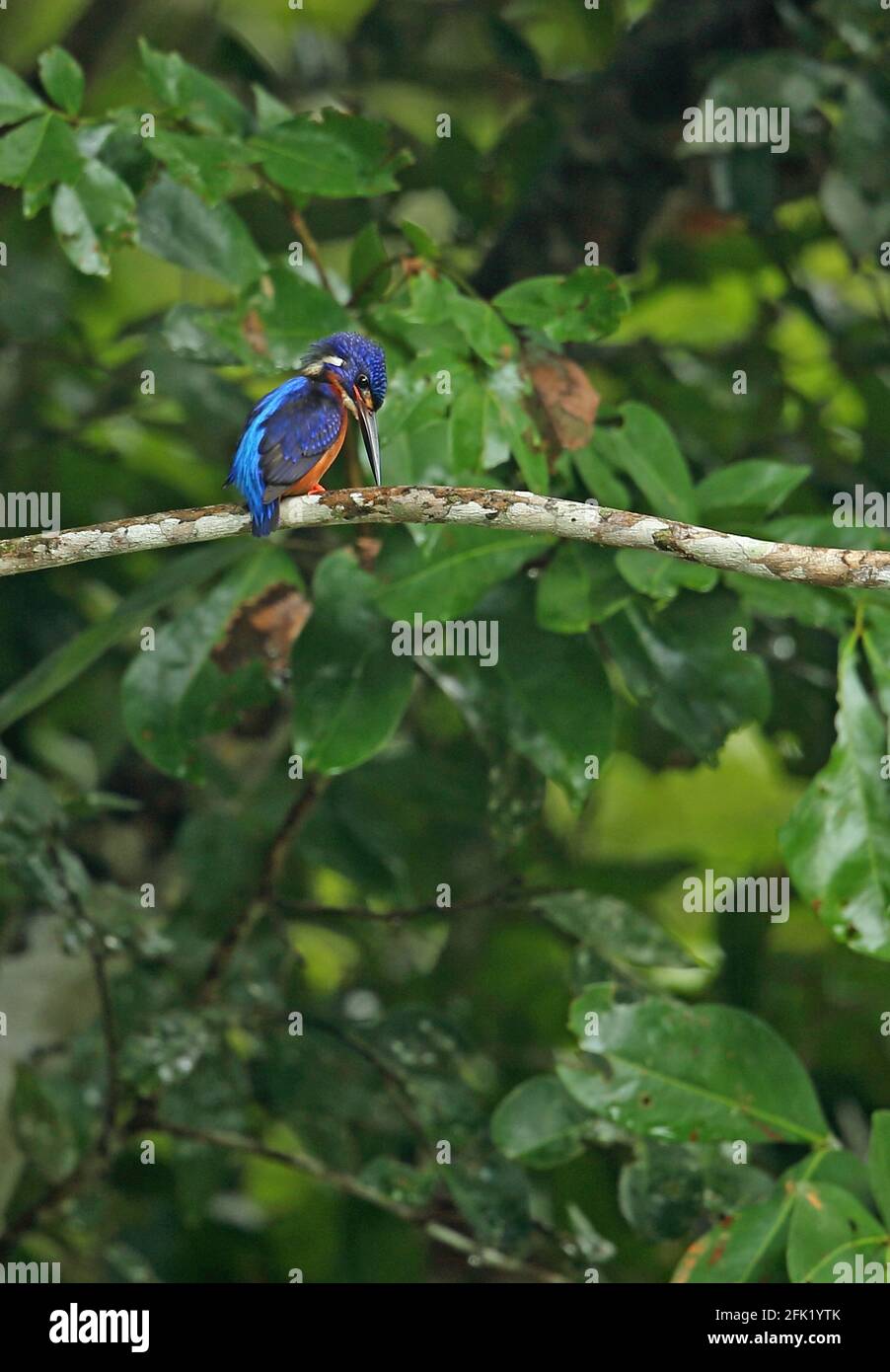 Blue-eared Kingfisher (Alcedo meninting meninting) adult male perched on branch fishing Way Kambas NP, Sumatra, Indonesia         June Stock Photo