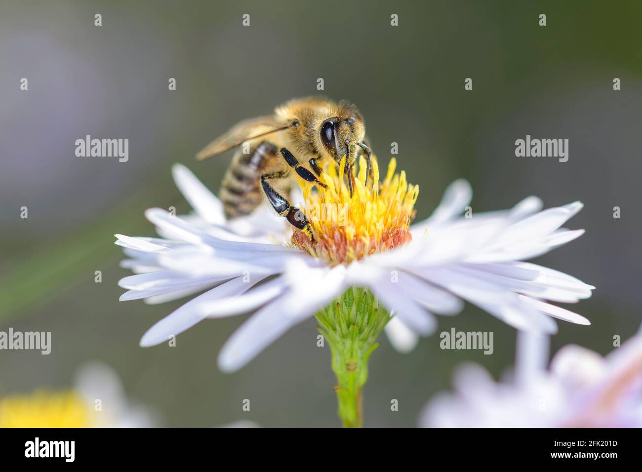 Bee - Apis Mellifera - Pollinates A Blossom Of The New York Aster - Symphyotrichum Novi-belgii Stock Photo