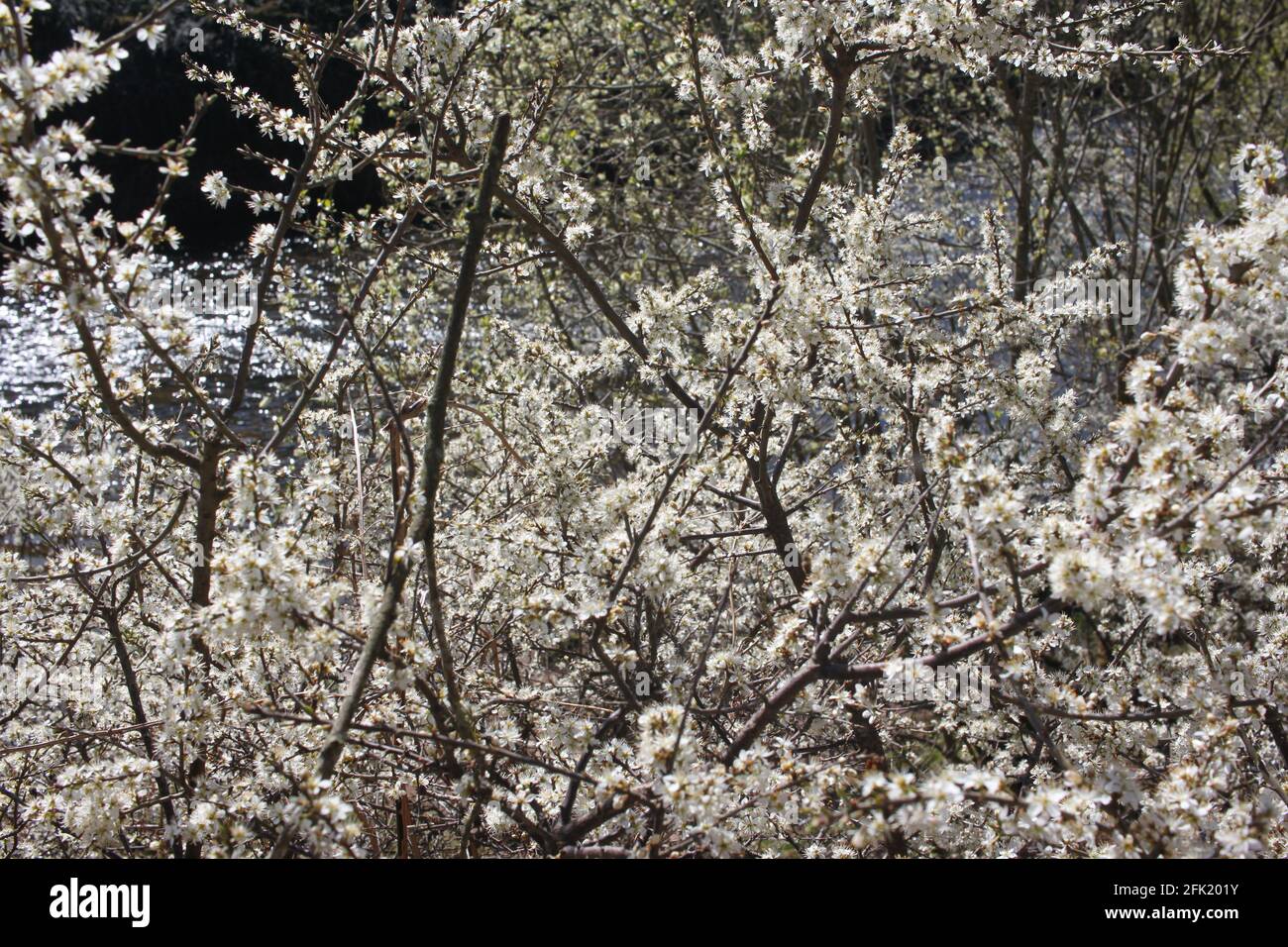 Scenic walks by the riverside, white blossoms flowering on a tree. Spring awakening, trees inspiration change and transformational beauty. Stock Photo