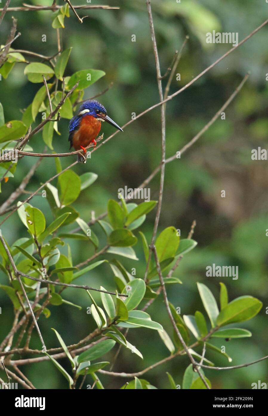 Blue-eared Kingfisher (Alcedo meninting meninting) adult male perched on branch  Way Kambas NP, Sumatra, Indonesia         June Stock Photo