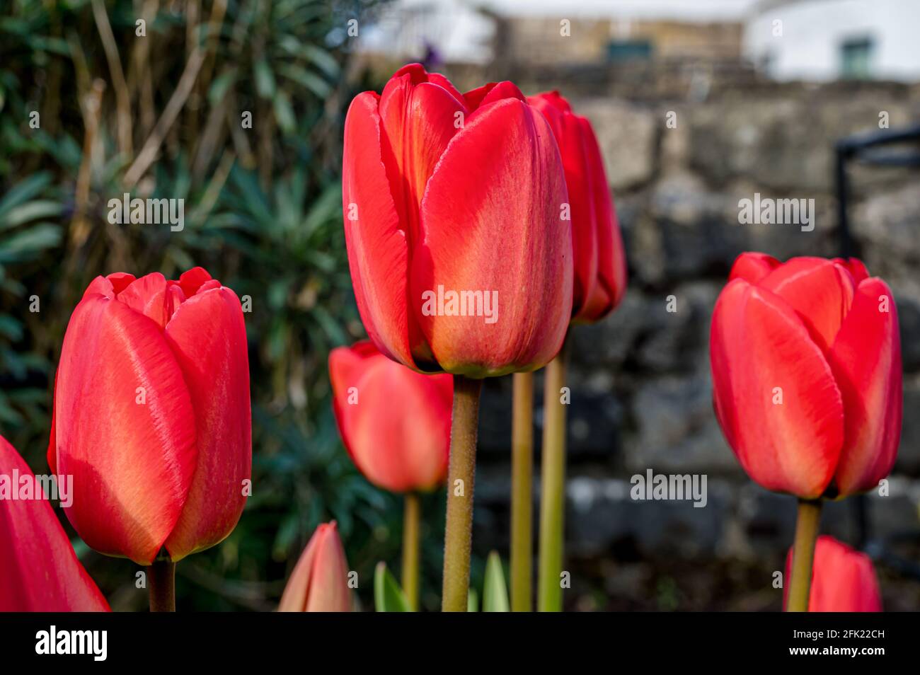 Blooming red tulips growing in a garden in Spring Stock Photo