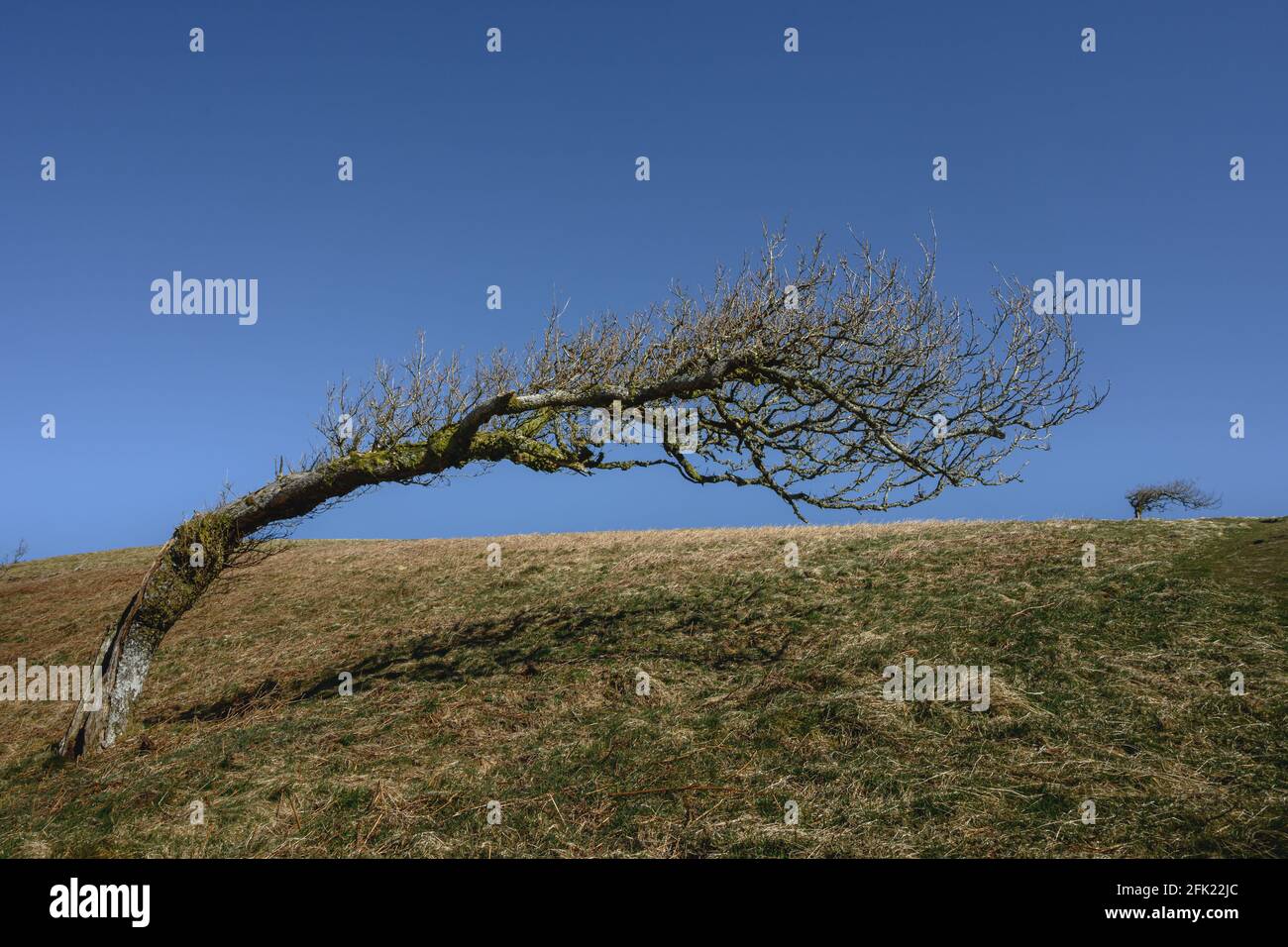 Mis-shapen windswept trees on Great Mell Fell Stock Photo