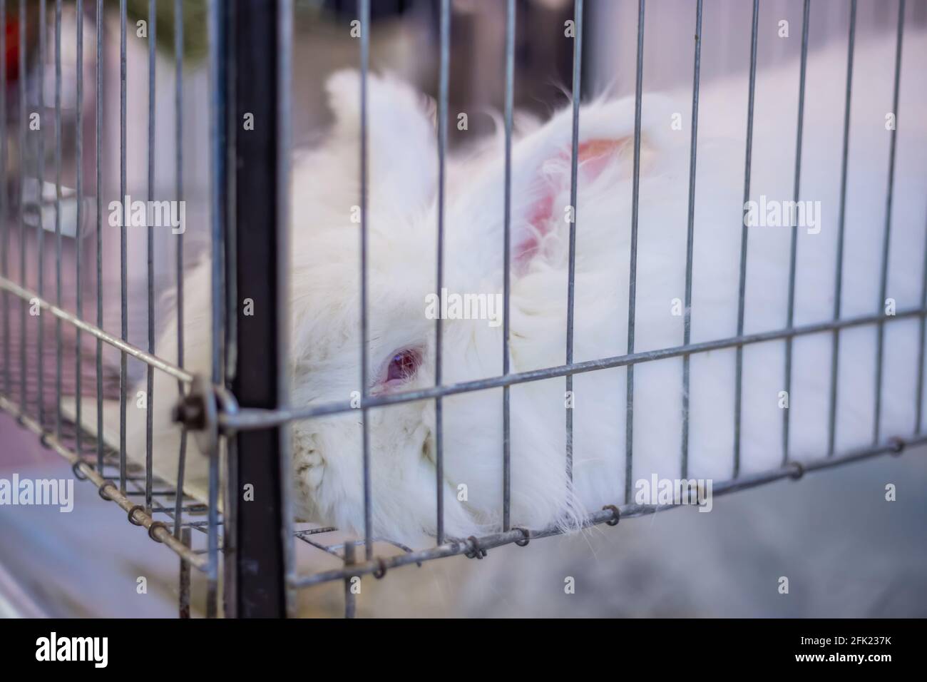 Fluffy white Angora rabbit lying in the cage at agricultural animal exhibition Stock Photo