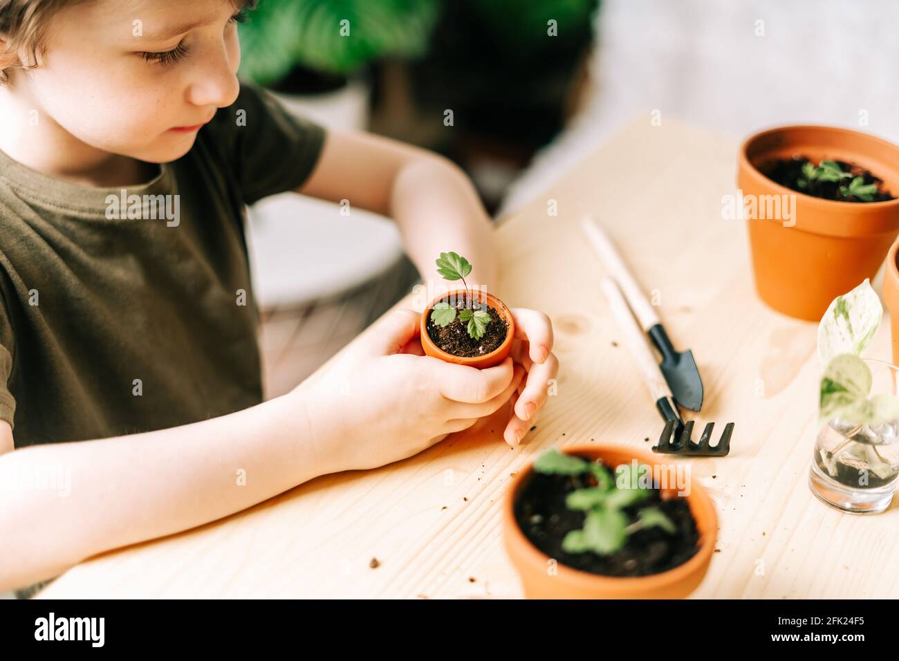 Kid gardeners potted plant Stock Photo - Alamy