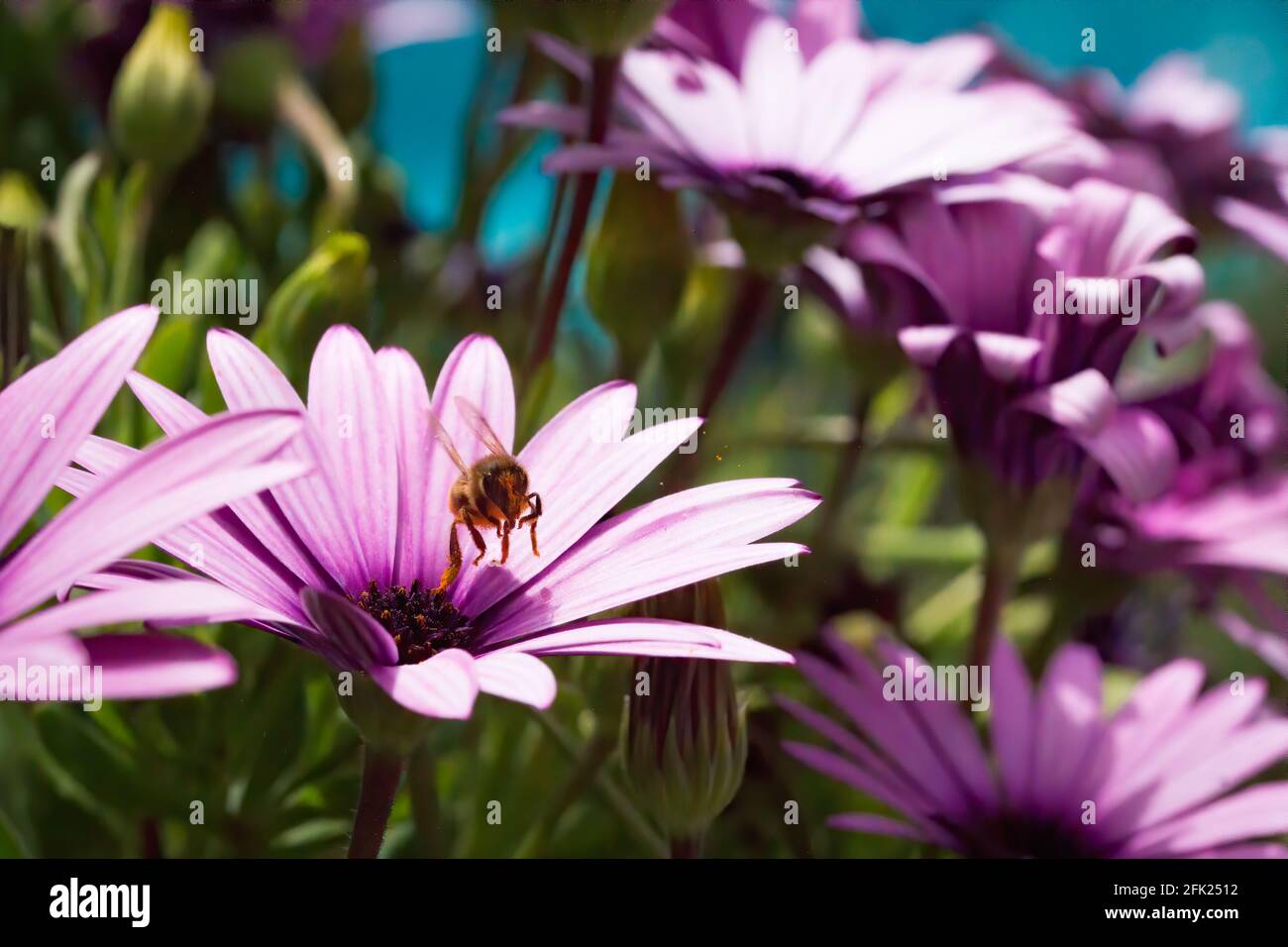 One bee takes off from a purple osteospermum flower and is loaded with pollen. A blue swimming pool at the background Stock Photo