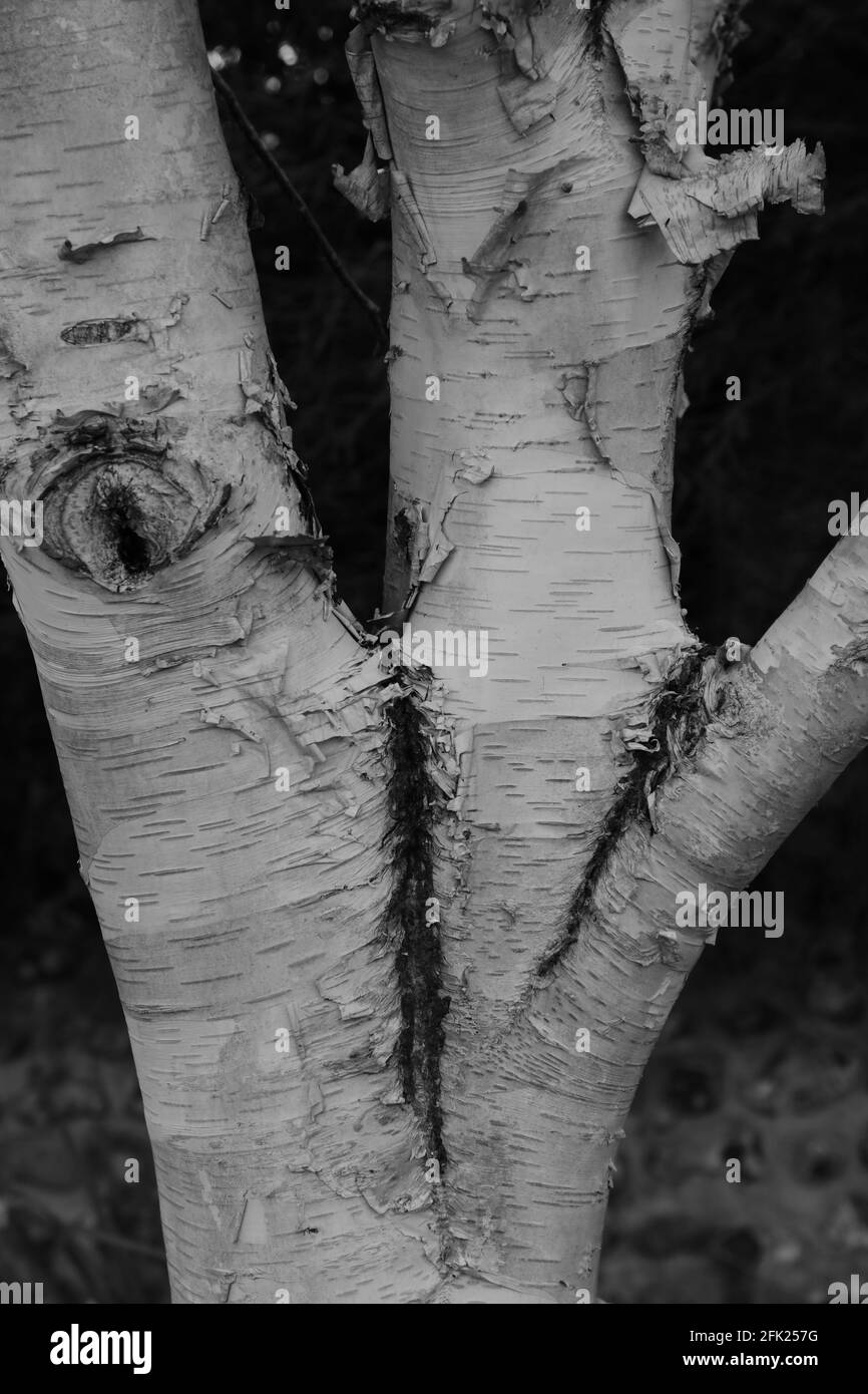 Double tree trunk of silver birch tree seen in England, UK. Stock Photo