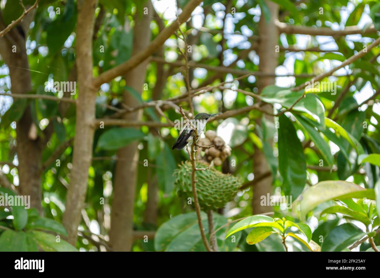 Guyabano Tree High Resolution Stock Photography And Images Alamy