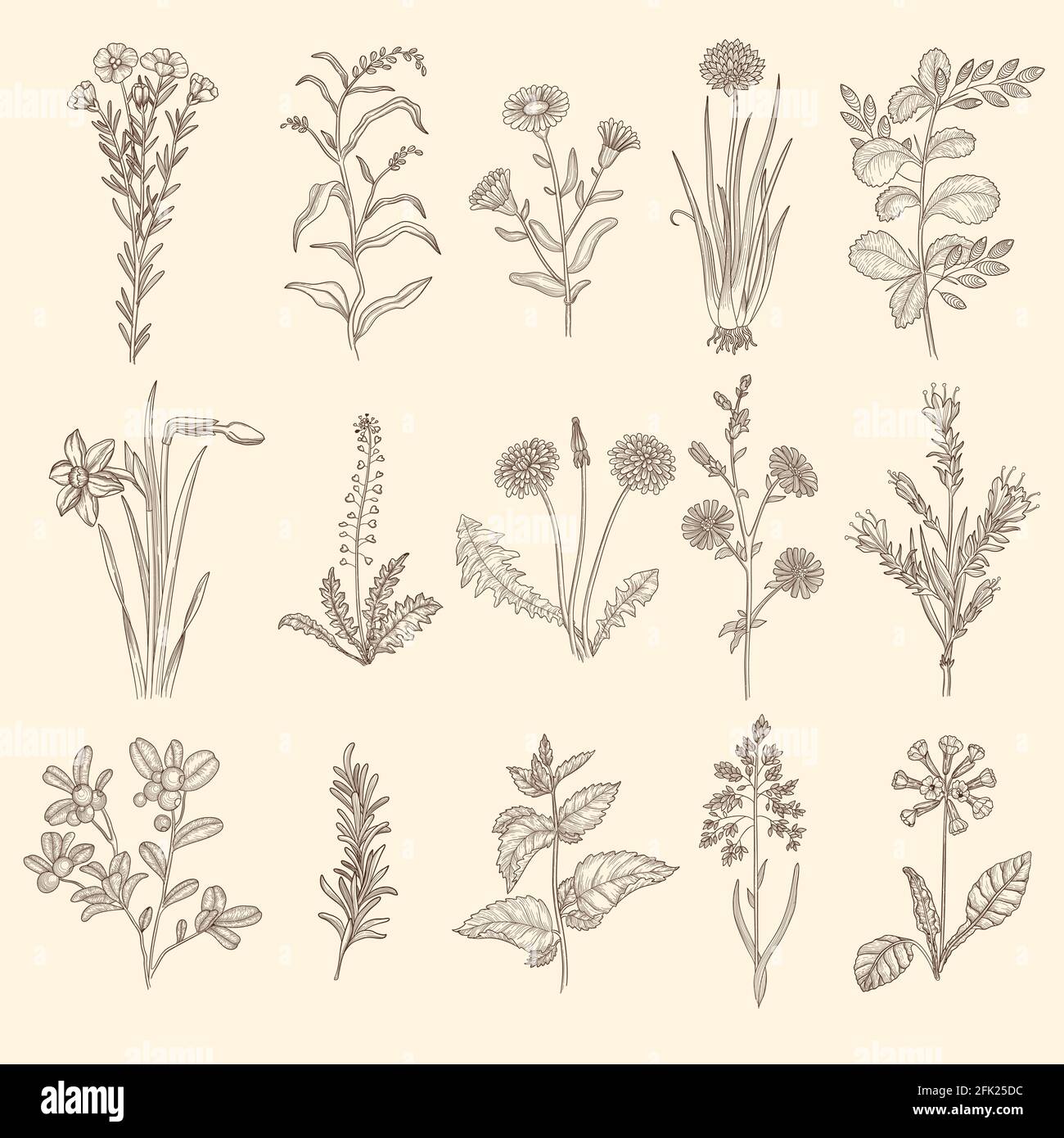 Medical herbs sketch. Botanical floral therapy natural plants with leaves vector flowers collection Stock Vector