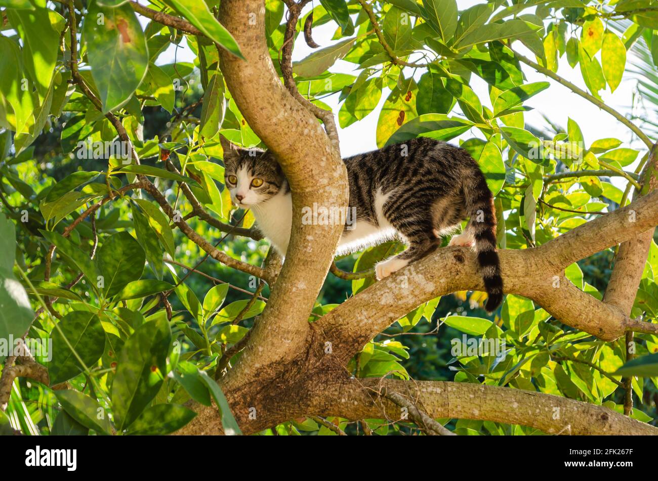 Domestic Cat In Avocado Tree Stock Photo Alamy
