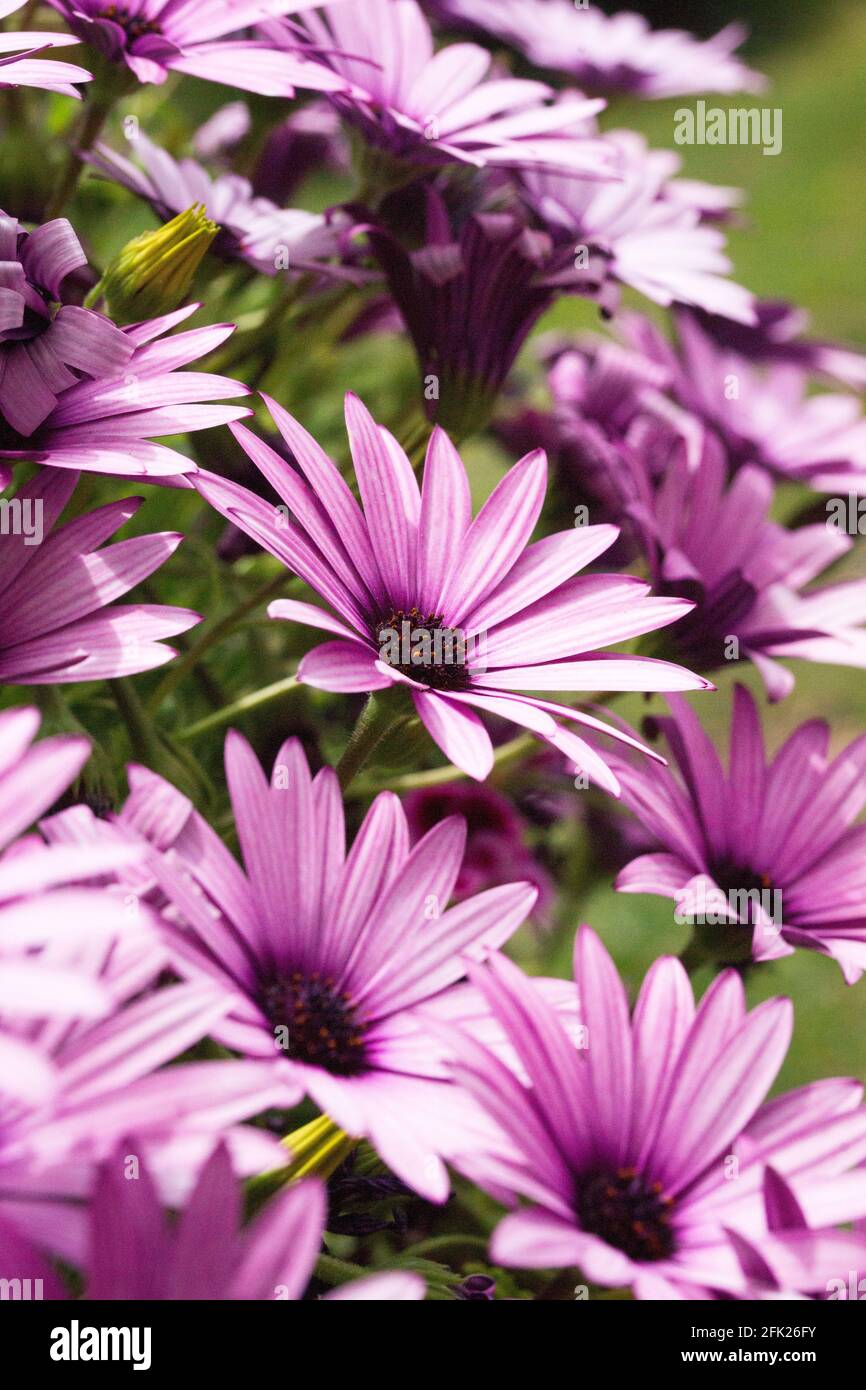 Purple and pink african daisies (osteospermum) blooming during springtime Stock Photo