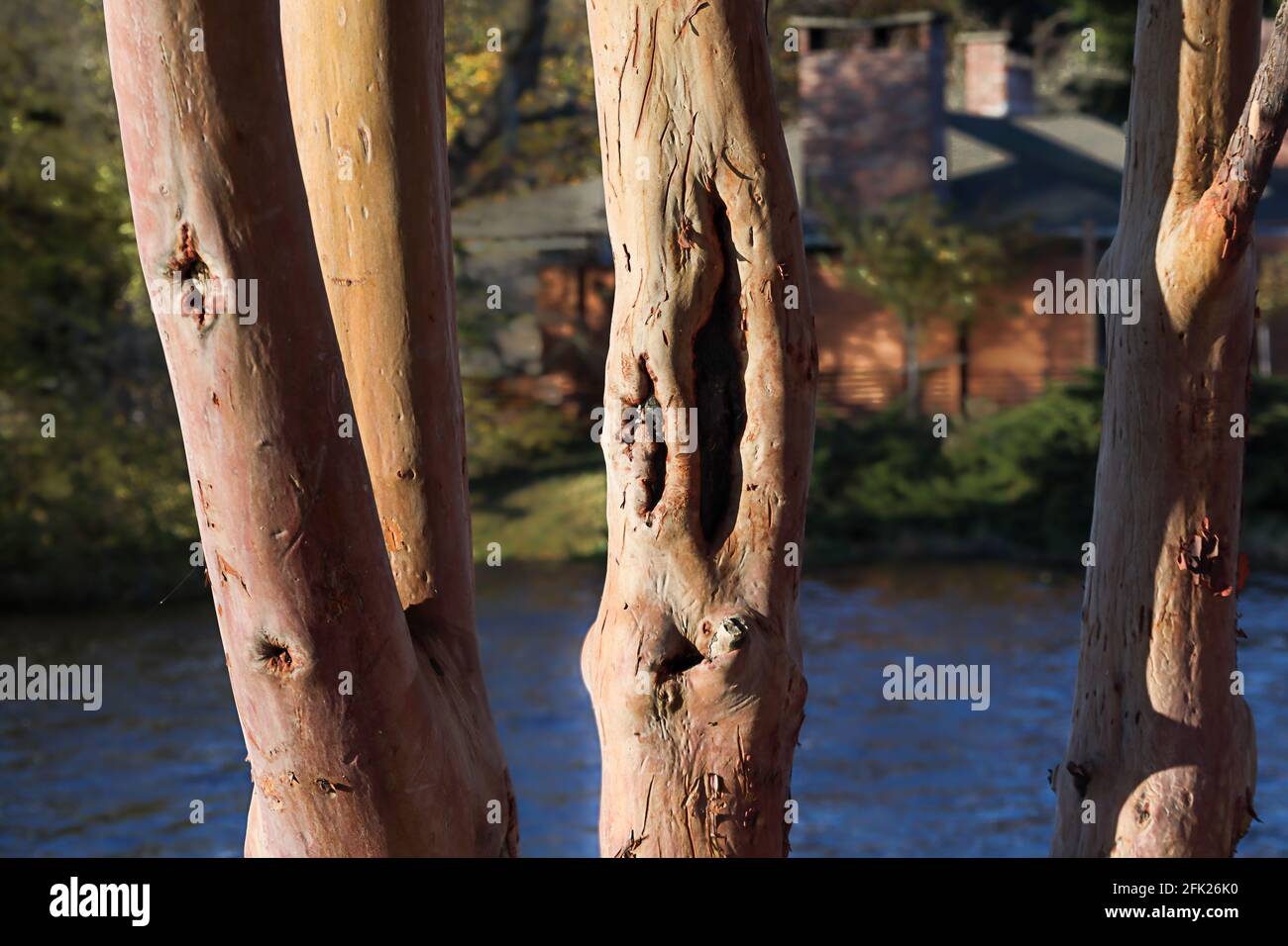 smooth bark tree trunk and branches in front of water Stock Photo Alamy