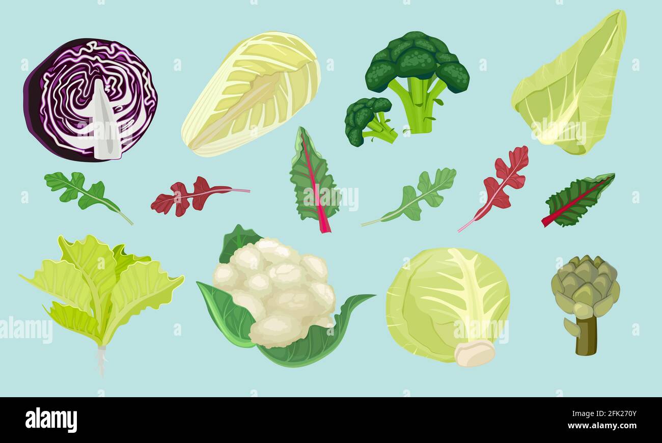 Cabbages. Green natural healthy food for vegetarians harvester spring products vector cartoon illustrations Stock Vector