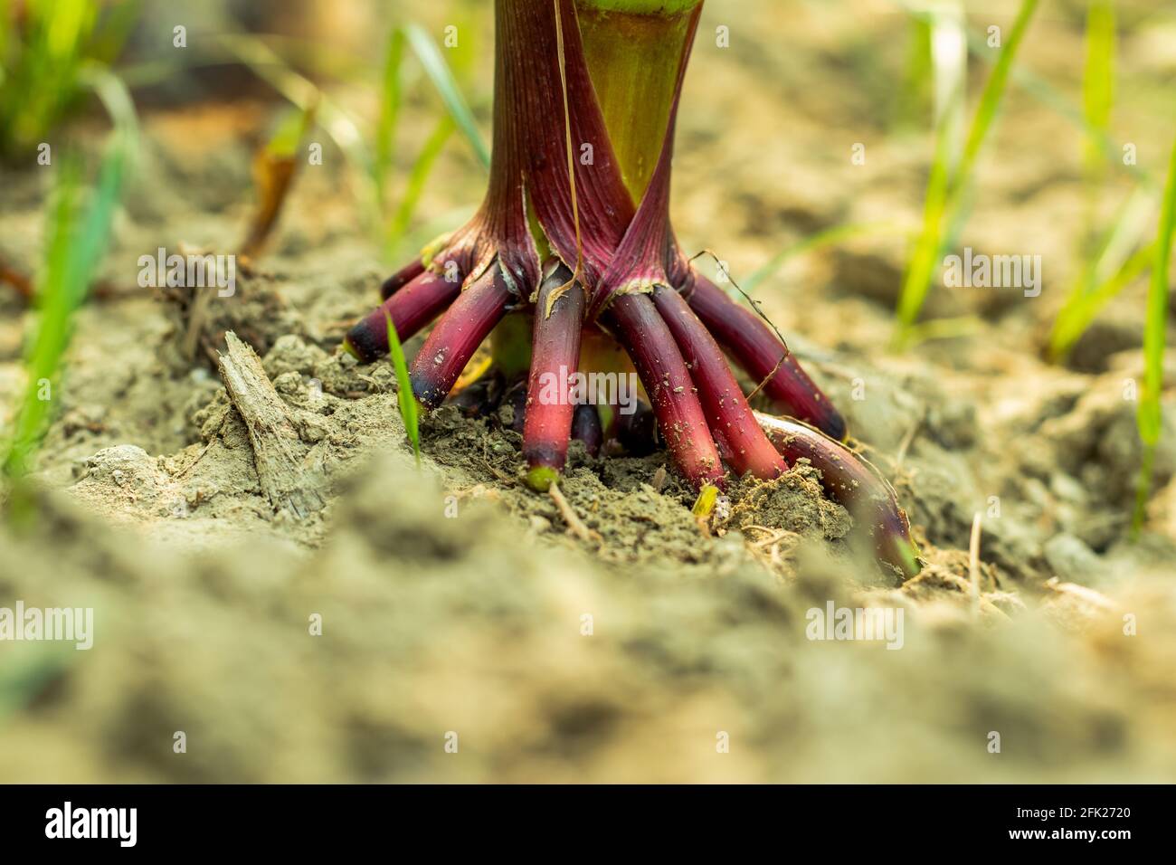 The Maize or corn tree root on soils and it is brown red and green color roots Stock Photo