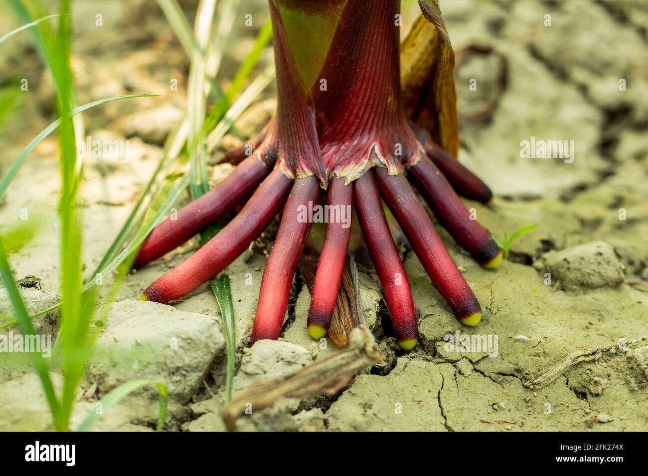 Maize plant has nice colorful fibrous roots! and it belongs to the monocot plant that is brown red and green color roots Stock Photo