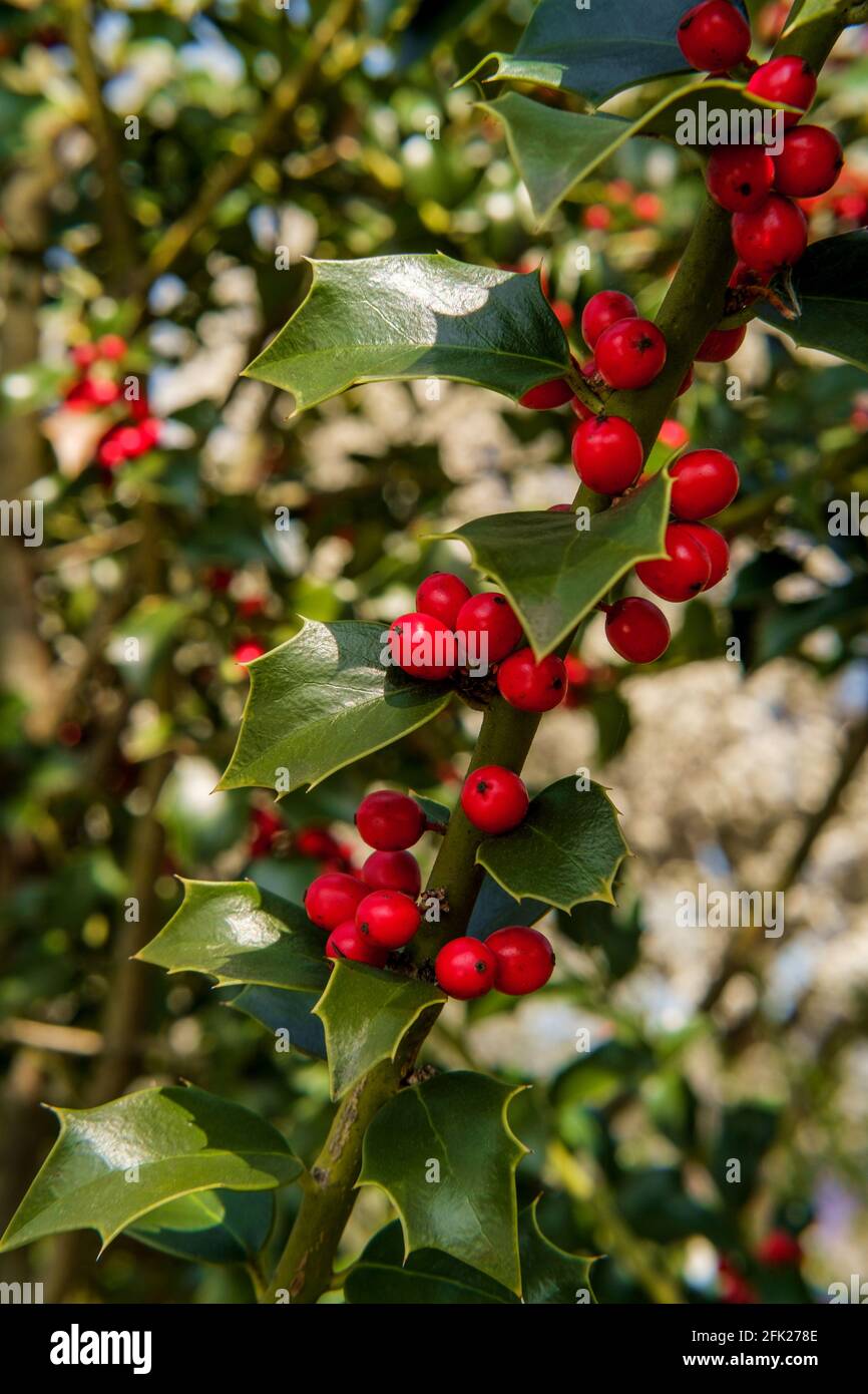 American holly tree hires stock photography and images Alamy