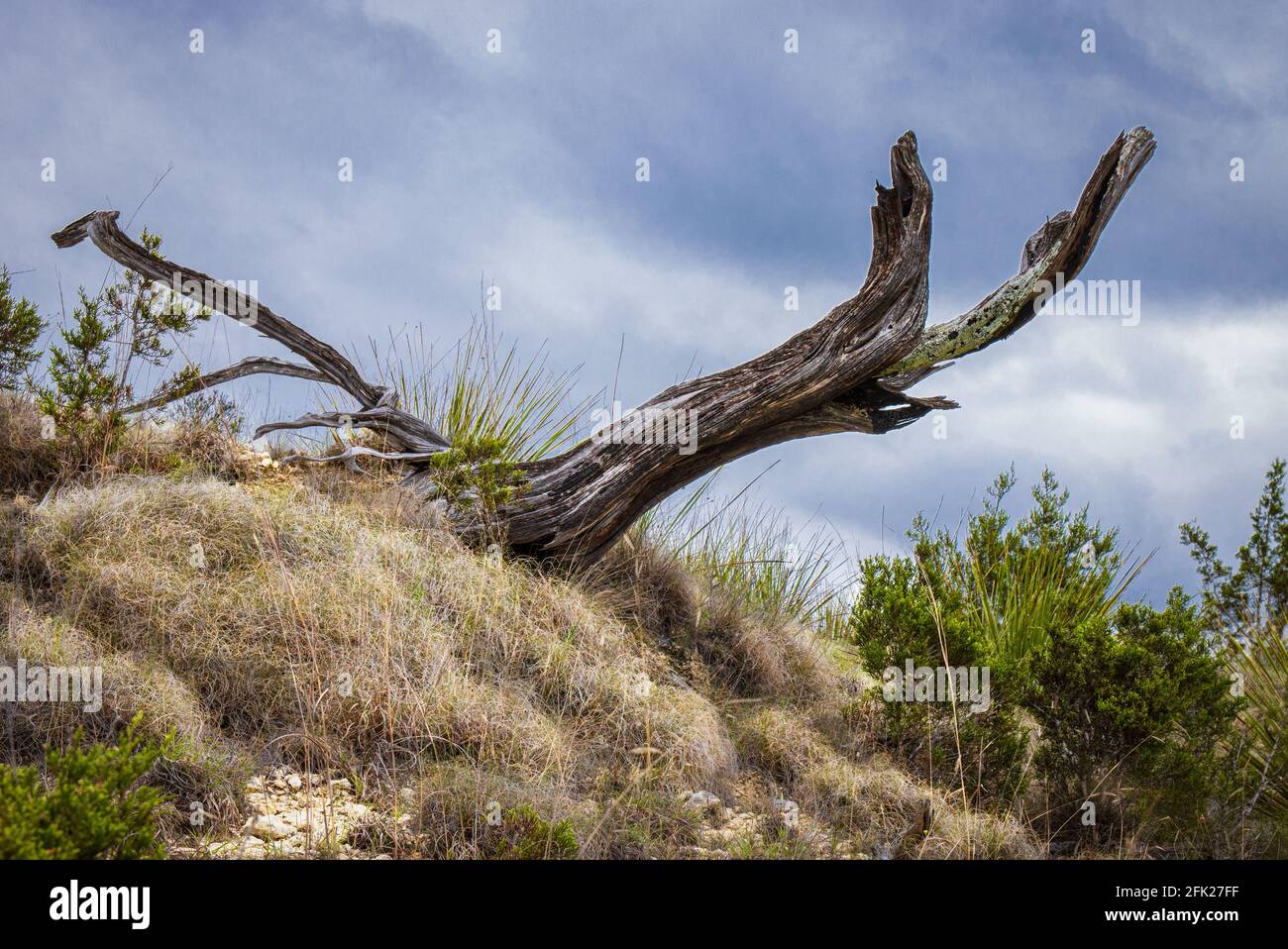 Dead Cedar Tree Branch, Juniperus ashei, in the Texas Hill Country, outside Bandera, Texas in the Springtime Stock Photo