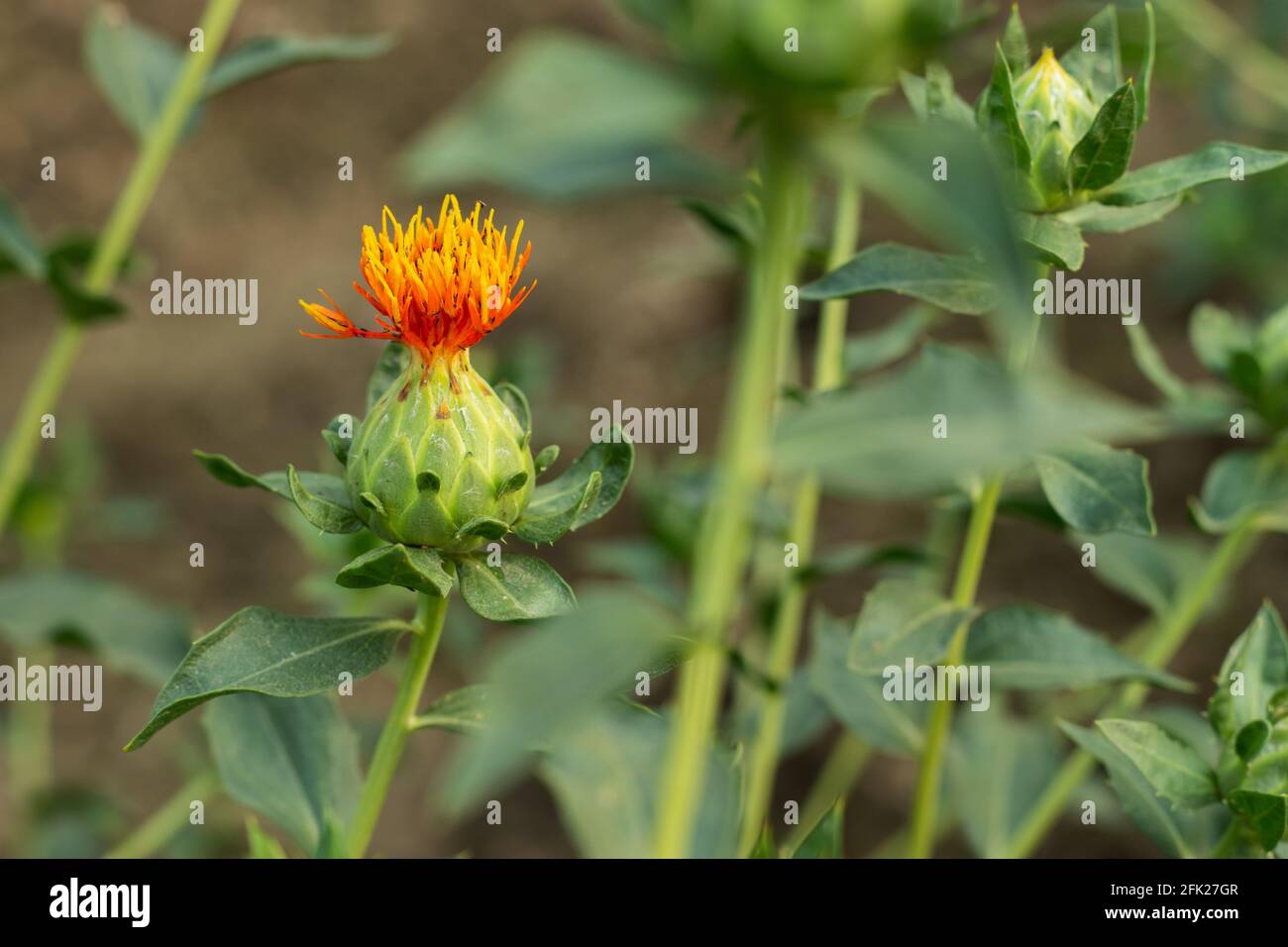 Safflower flower plants or so many names called Dyer's Saffron, American saffron, Flores Carthami, Saffron thistle, and more Stock Photo