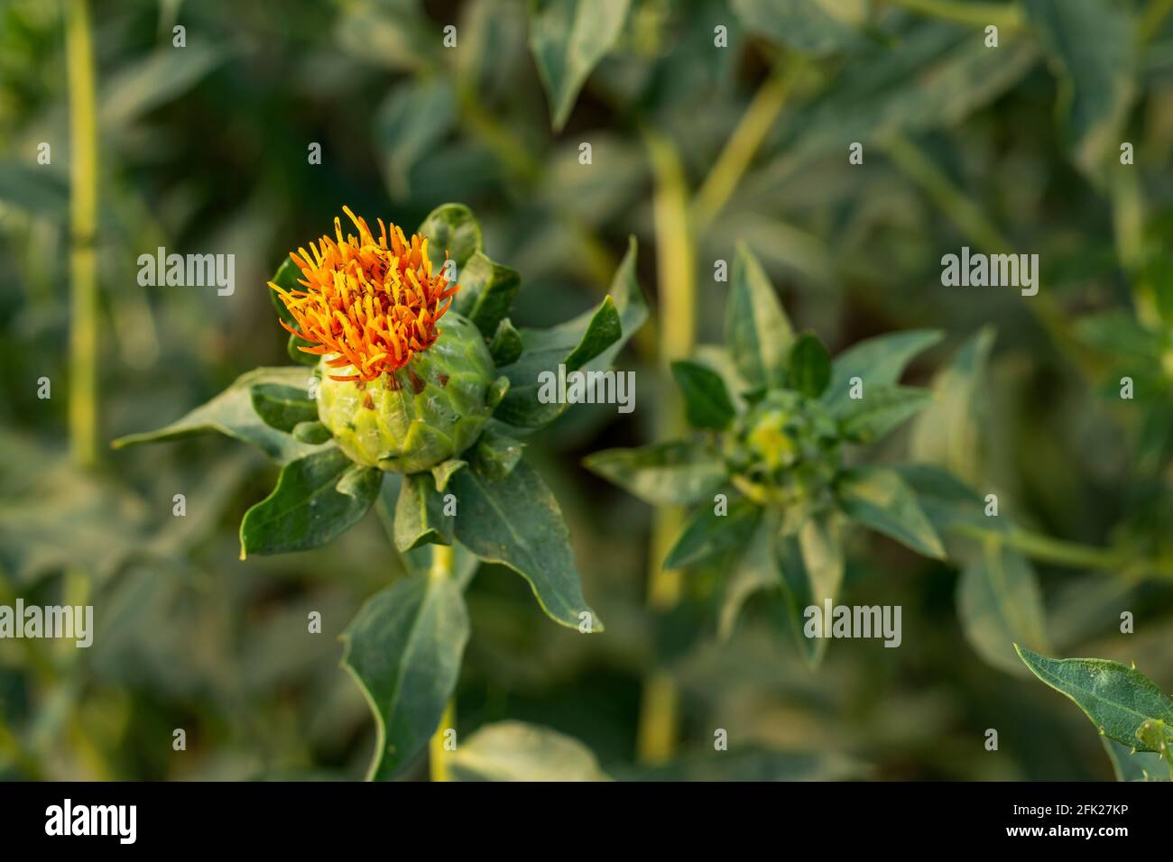 Safflower Cooking Oil