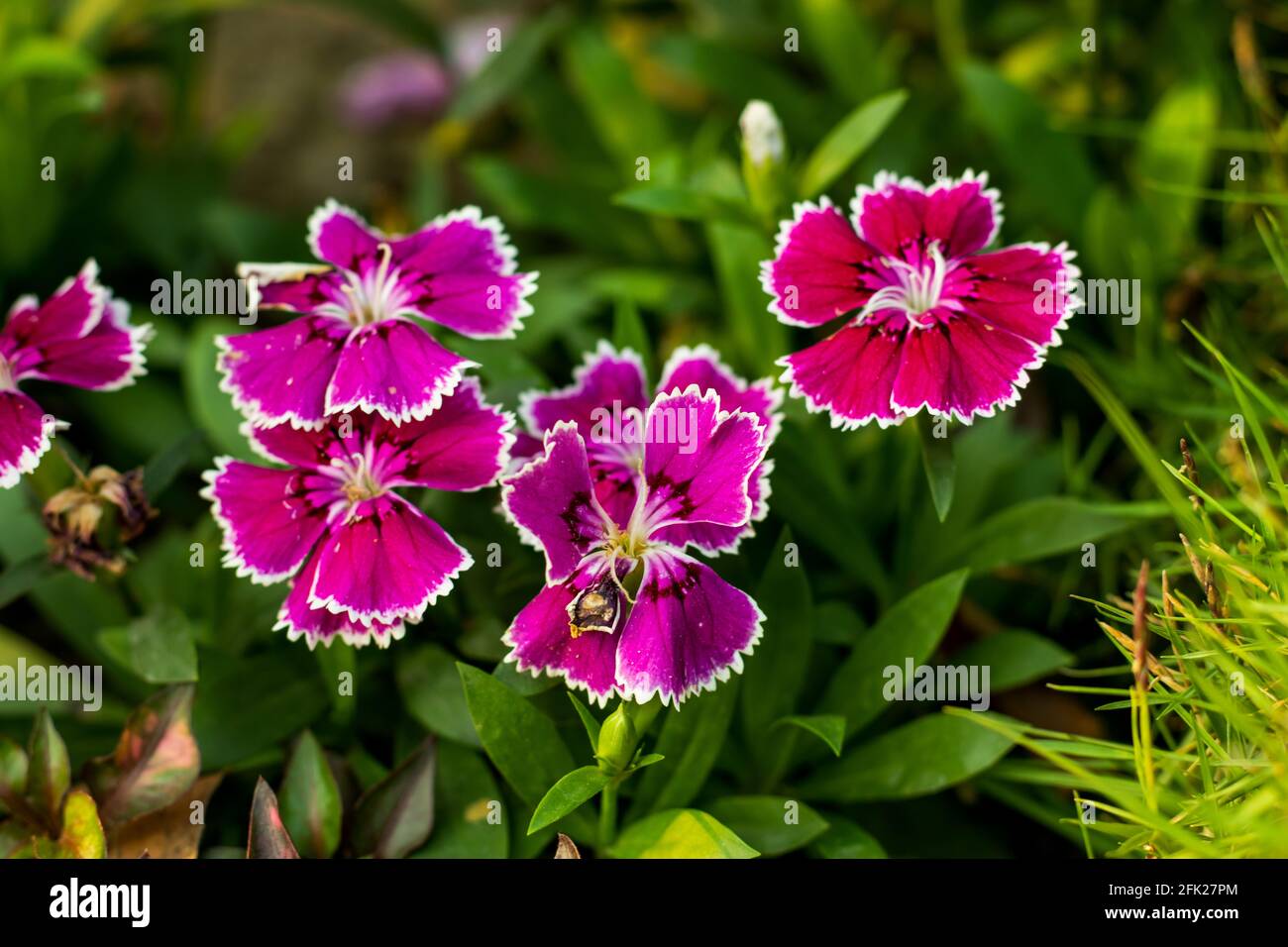 Sweet William is a traditional cottage plant famous for its late spring. The dianthus plant is commonly called Sweet William pink and white decorative Stock Photo