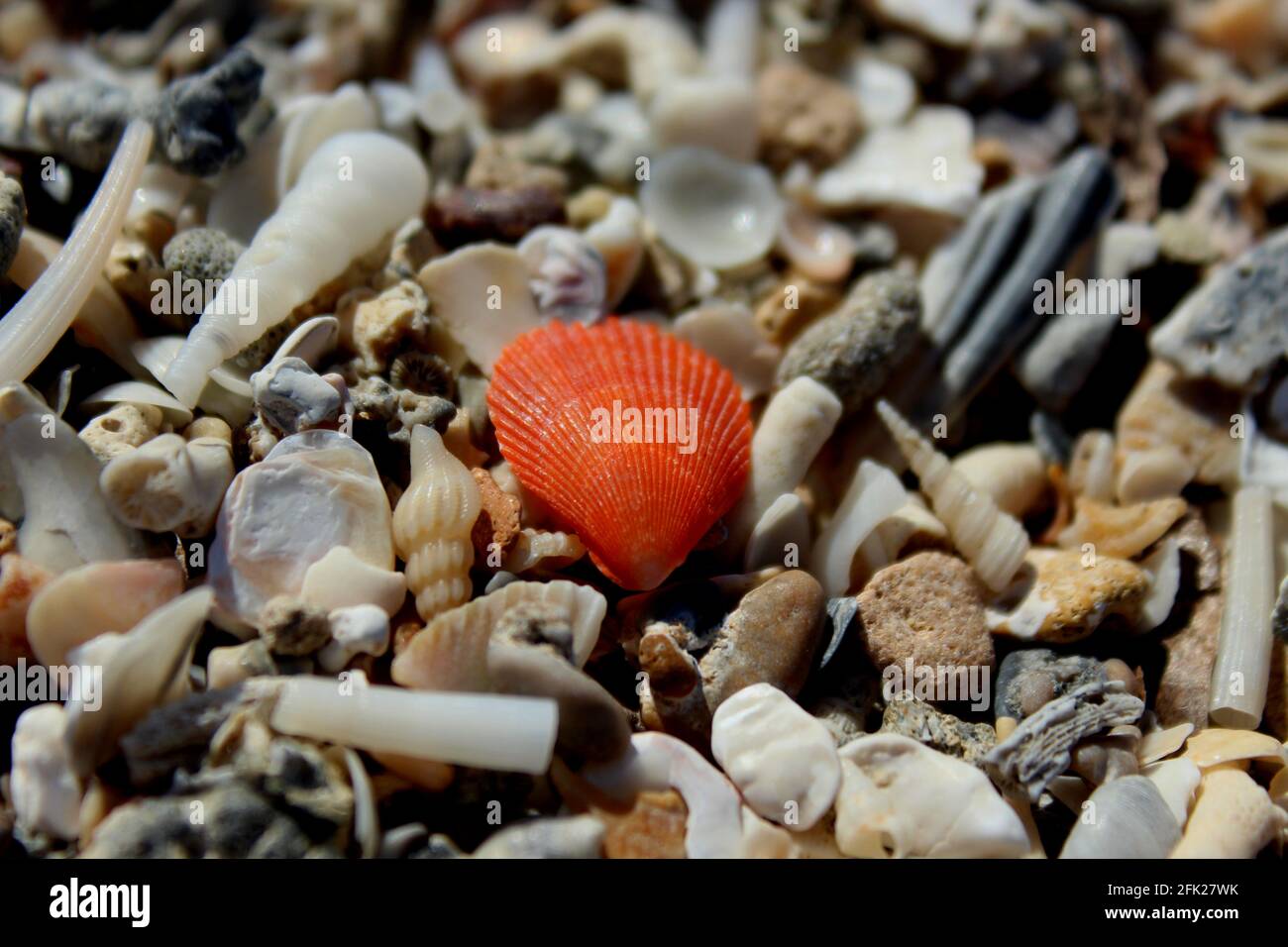 Sea shells on the beach Stock Photo Alamy