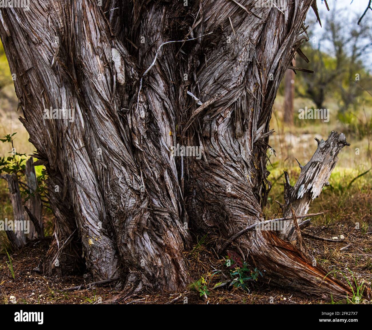 Cedar Tree Trunk, Juniperus ashei, in the Texas Hill Country, outside Bandera, Texas in the Springtime Stock Photo