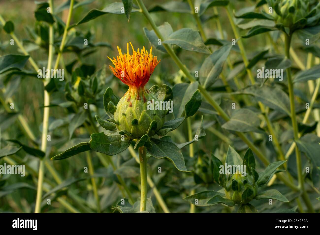 The beautiful and gorgeous yellow and red color flower that called Safflower seed oil is used for preventing heart disease, including hardening of the Stock Photo