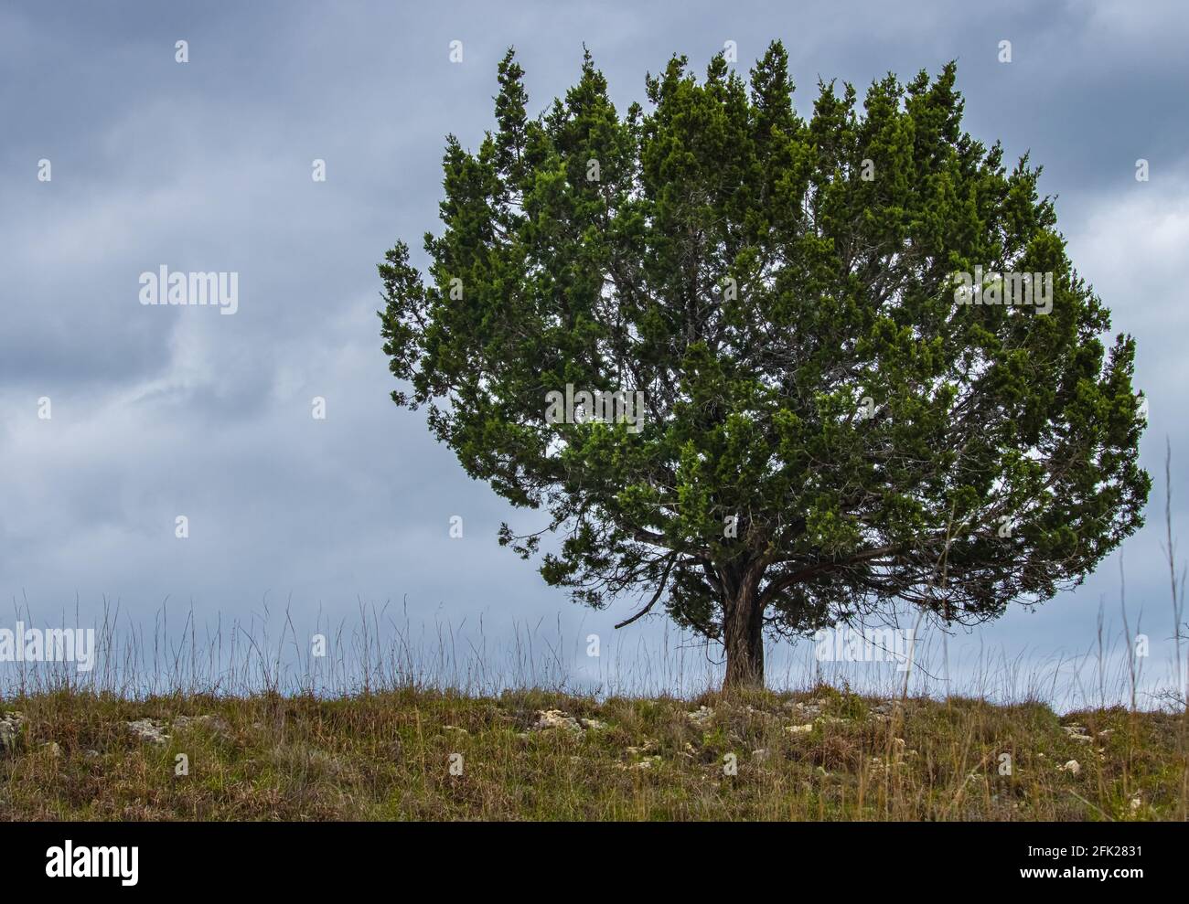 Cedar Tree, Juniperus ashei, in the Texas Hill Country, outside Bandera, Texas in the Springtime Stock Photo