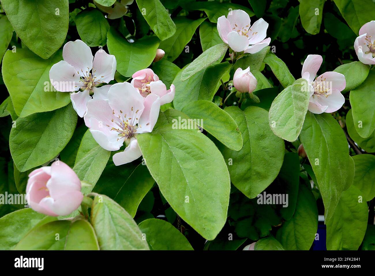 Cydonia oblonga ‘Champion’ Champion quince tree – white cup-shaped flowers with pink veins and large ovate leaves,  April, England, UK Stock Photo