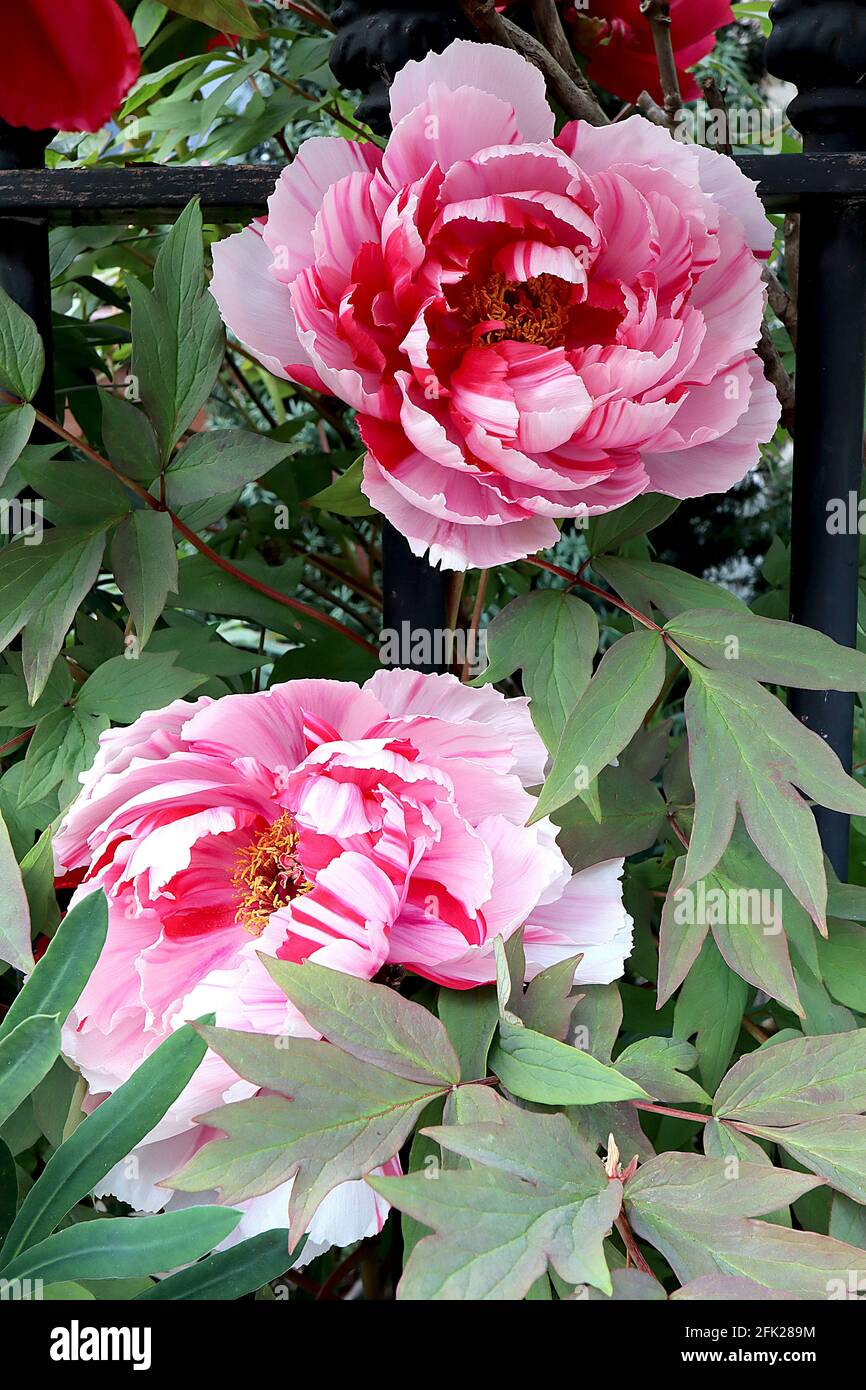 Paeonia lactiflora ‘Candy Stripe’ Peony Candy Stripe – huge double white flowers with pink and red stripes,  April, England, UK Stock Photo