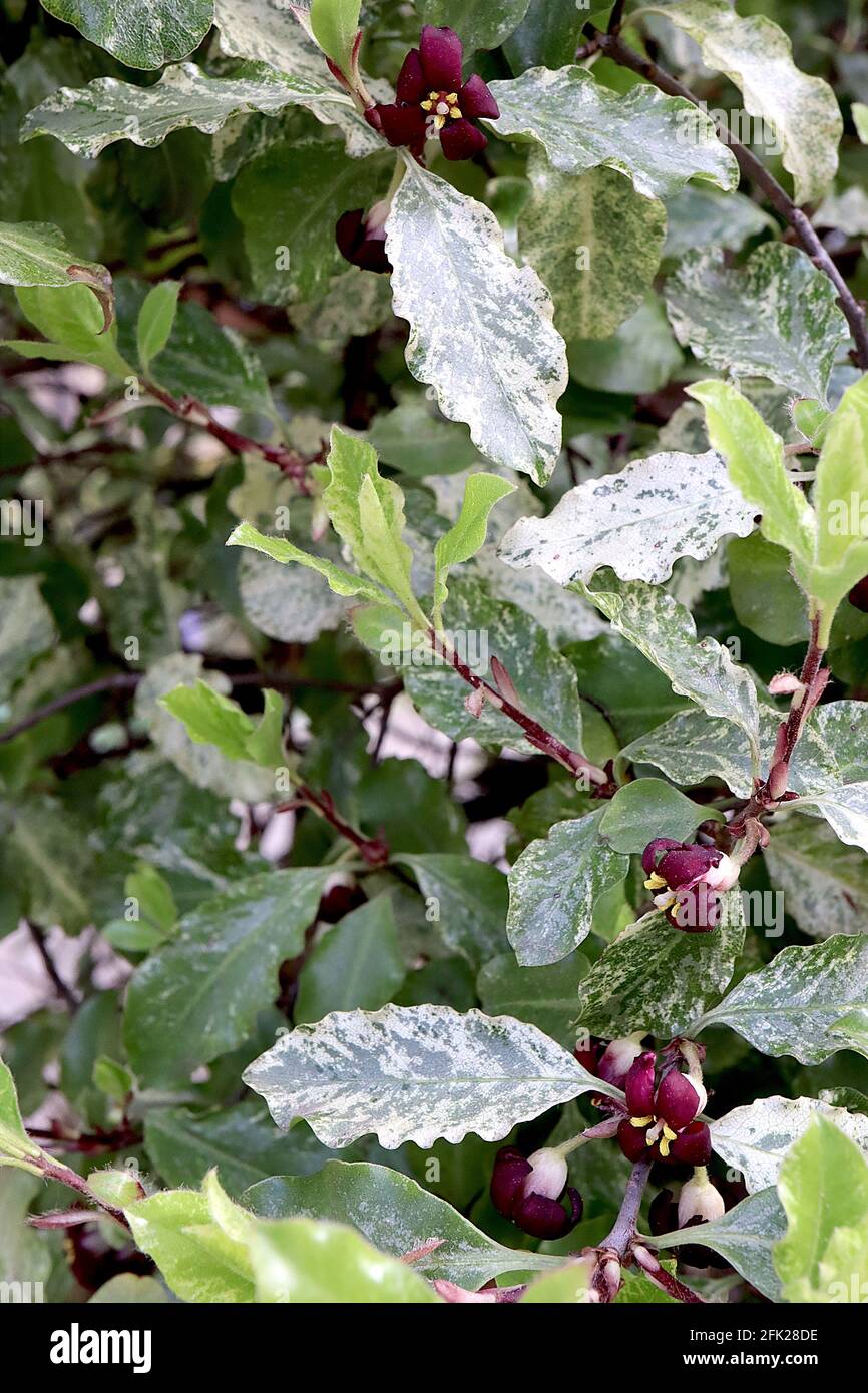Pittosporum tenuifolium ‘Irene Paterson’  tawhiwhi Irene Paterson – burgundy flowers and cream mottled dark green leaves with wavy edges,  April, UK Stock Photo
