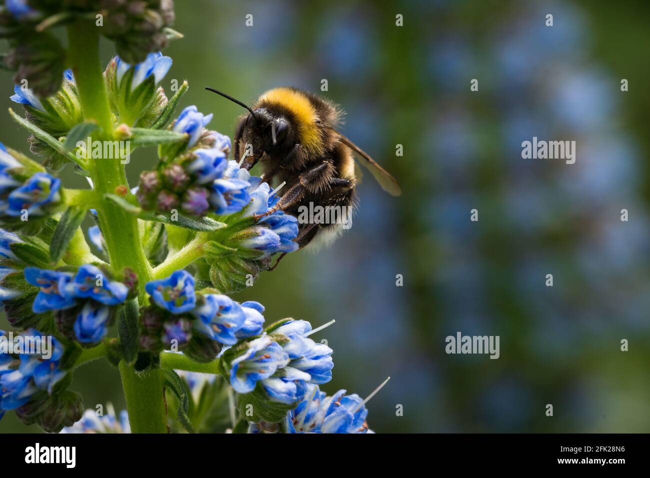 Close-up image of a bumblebee on a blue flower Echium candicans Fastuosum Stock Photo