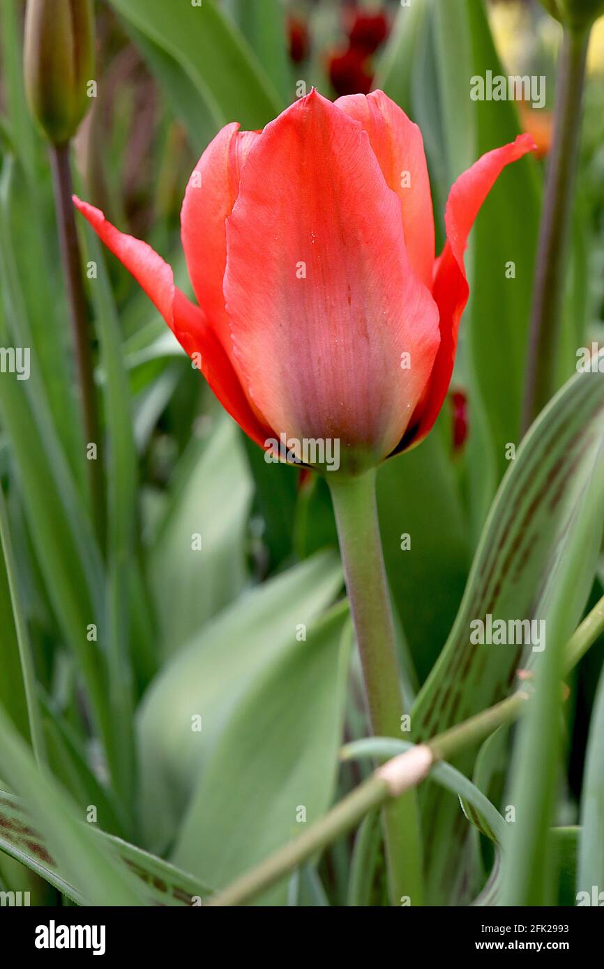 Tulipa ‘Red Riding Hood’  Greigii 14 Red Riding Hood tulip – dwarf red tulips with dark pink flush,  April, England, UK Stock Photo