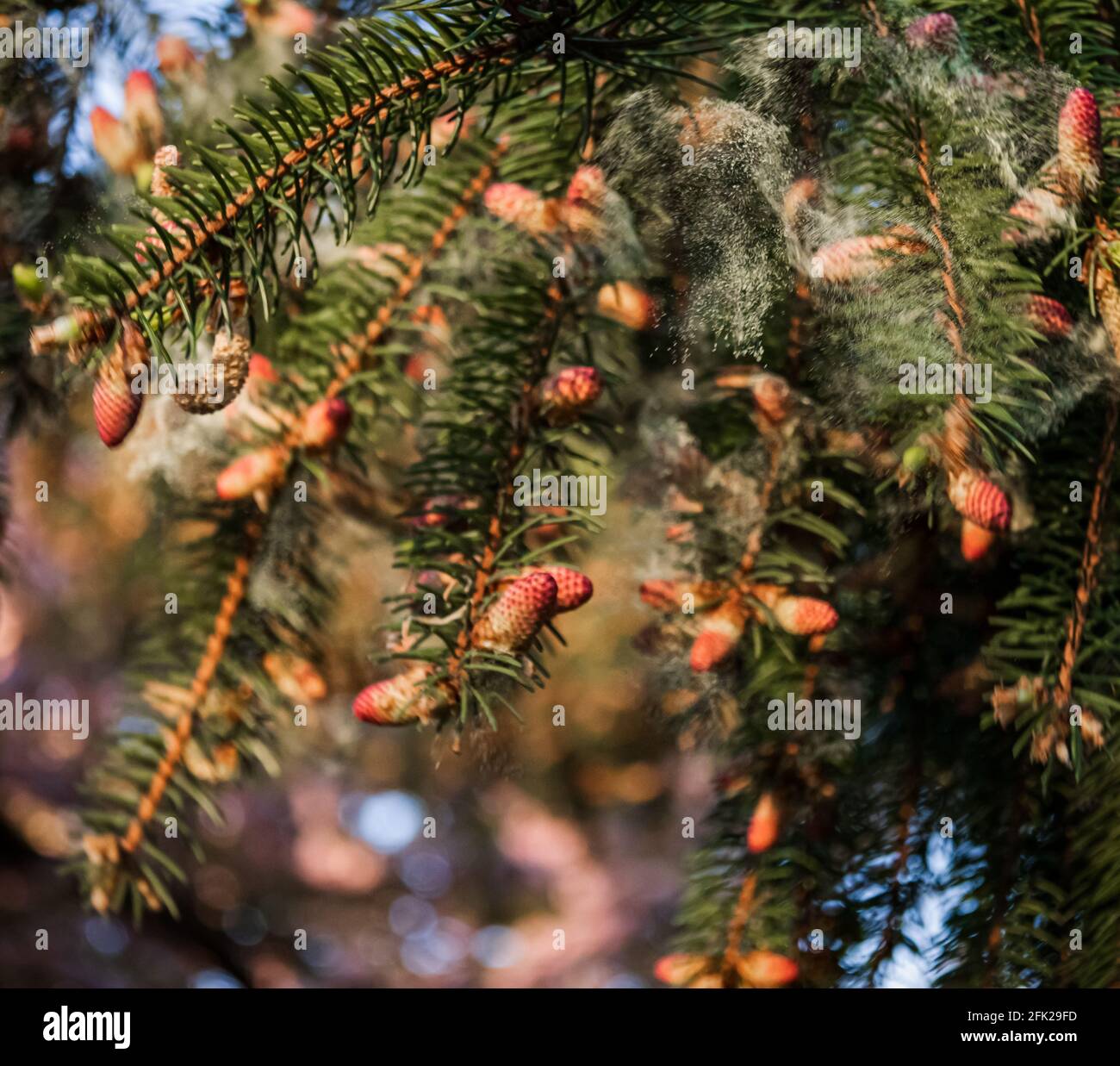 Norway Spruce, Picea abies Acrocona, Releasing Pollen from its Small Red Cones on its Branch Tips in Lancaster County, Pennsylvania During Spring Stock Photo