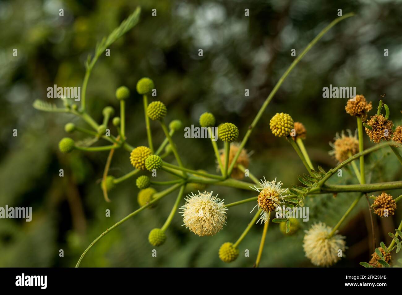 Very beautiful ball shape flower and petals of Leucaena leucocephala and it is one of the fastest-growing leguminous trees Stock Photo