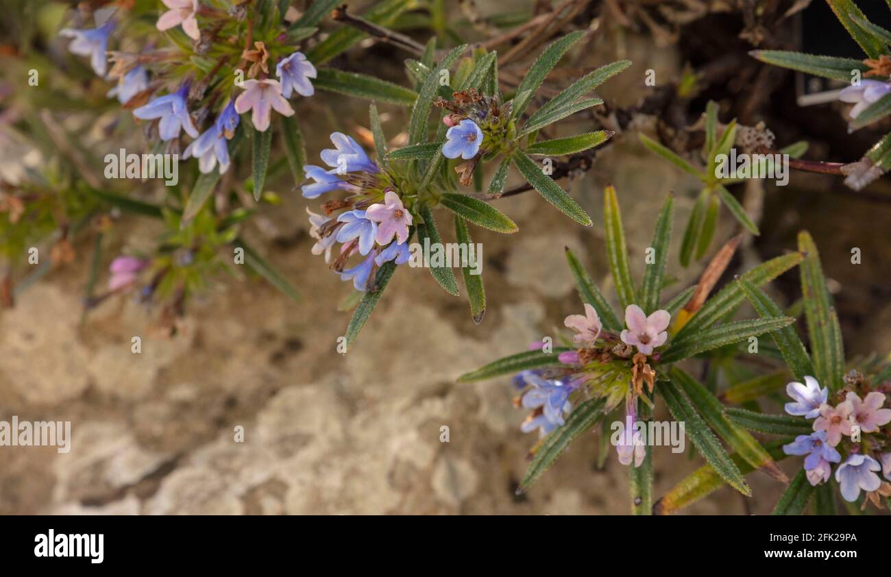 Daphne × susannae 'Tichborne', daphne 'Tichborne', in spring flower Stock Photo