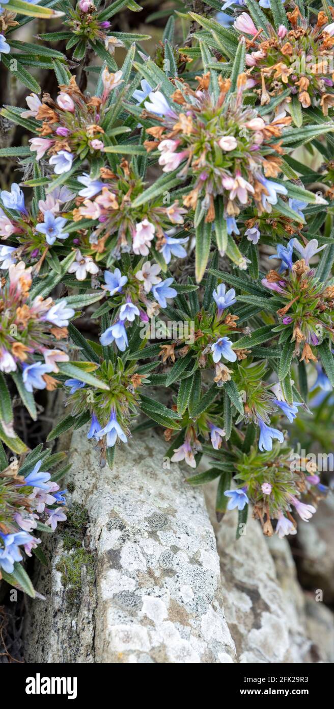Daphne × susannae 'Tichborne', daphne 'Tichborne', in spring flower Stock Photo