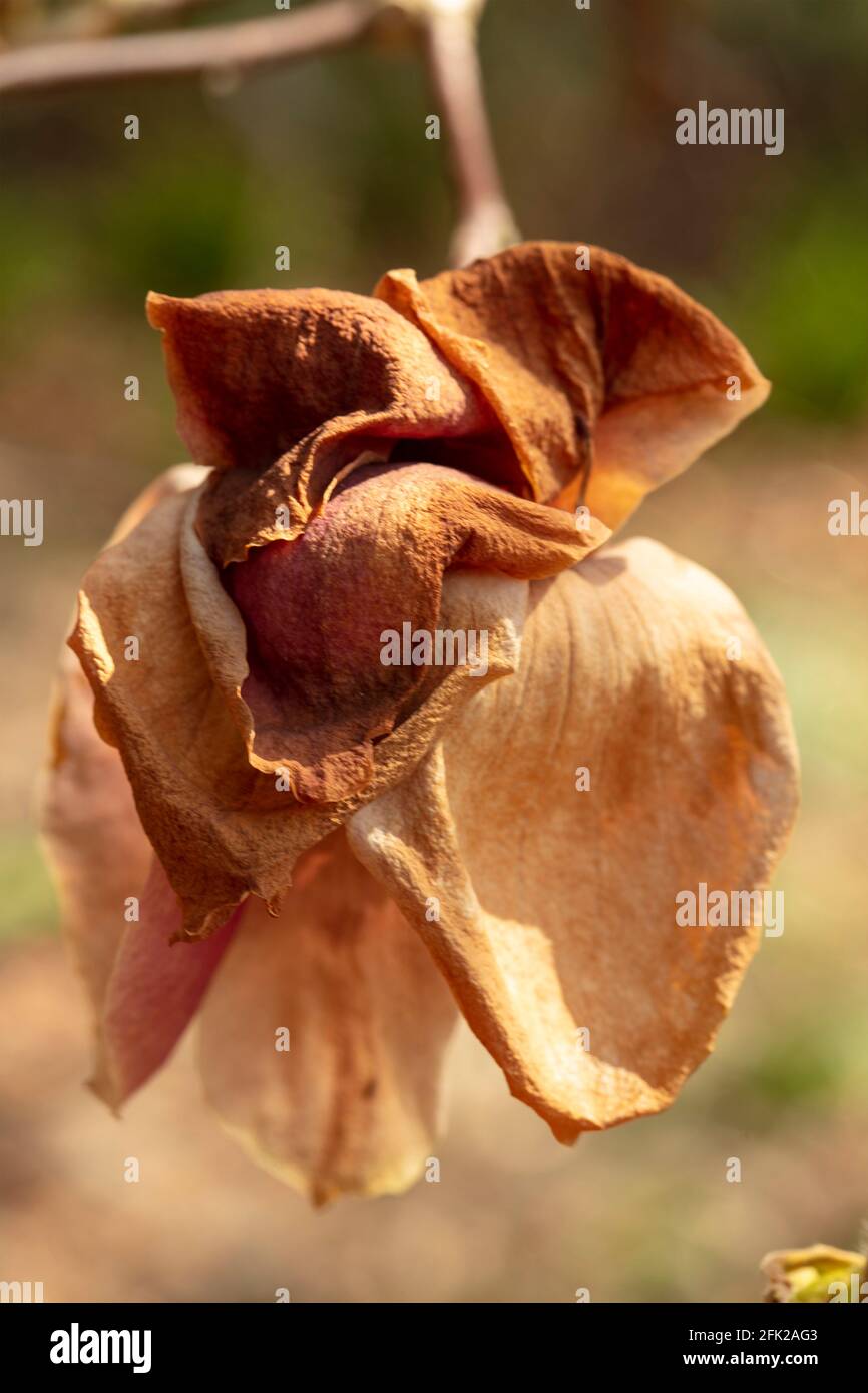 Natural macro abstract of curled up dried magnolia flower petals still hanging on, brightly lit with out of focus background Stock Photo