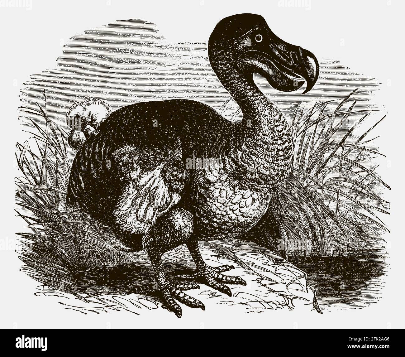 Extinct dodo raphus cucullatus standing near a water. Illustration after an antique engraving Stock Vector