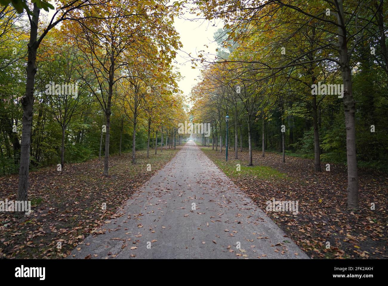 Walkway in a park lined with birch trees Stock Photo - Alamy
