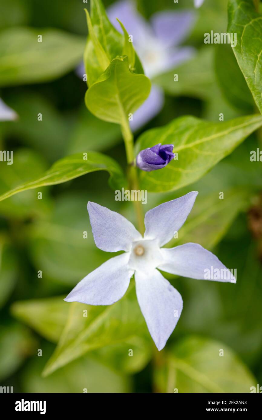 Amsonia orientalis, eastern blue star, Rhazya orientalis flowers in close-up Stock Photo