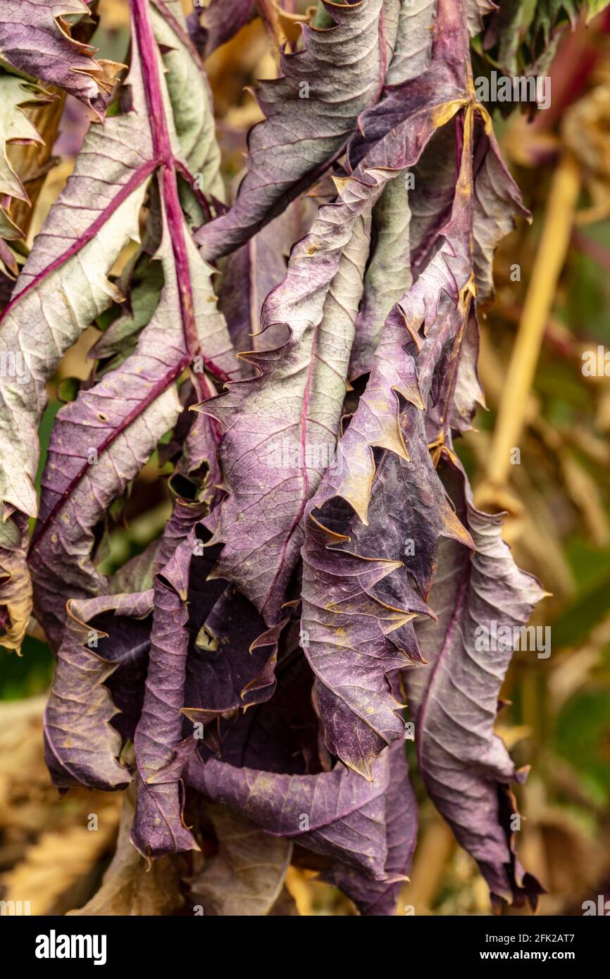 Natural macro abstract of curled up dried leaves still hanging on, brightly lit with out of focus background Stock Photo