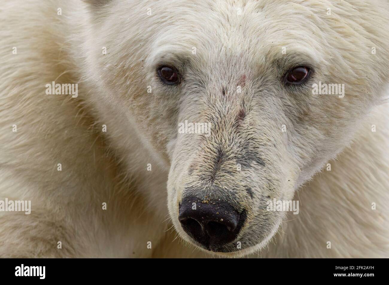 Polar bear (Ursus maritimes) on Baffin Island, Nunavut, Canada, Canadian arctic Stock Photo