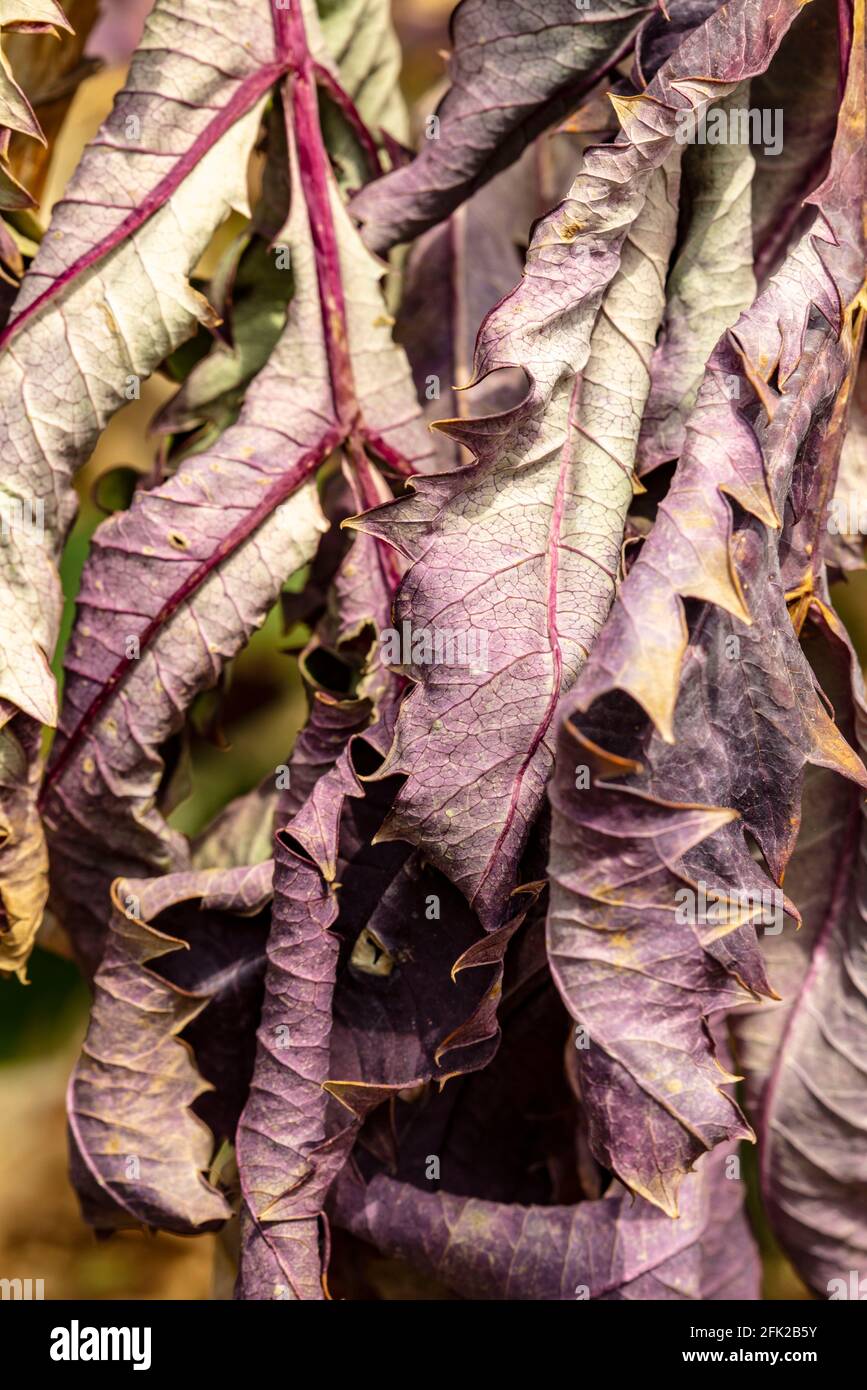 Natural macro abstract of curled up dried leaves still hanging on, brightly lit with out of focus background Stock Photo