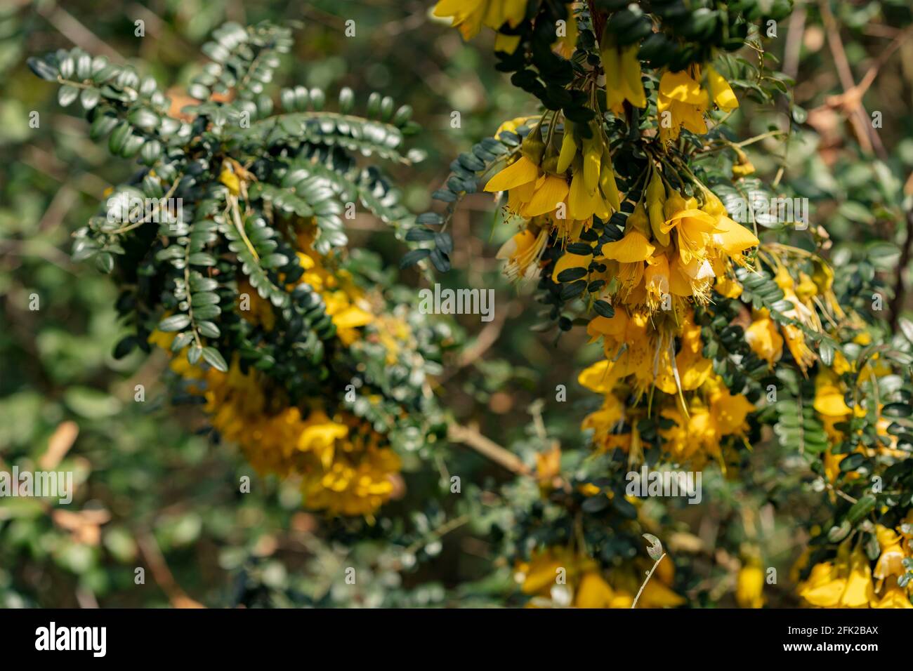 Sophora Sun King = Hilsop, bright yellow flowers in trusses and shiny foliage Stock Photo