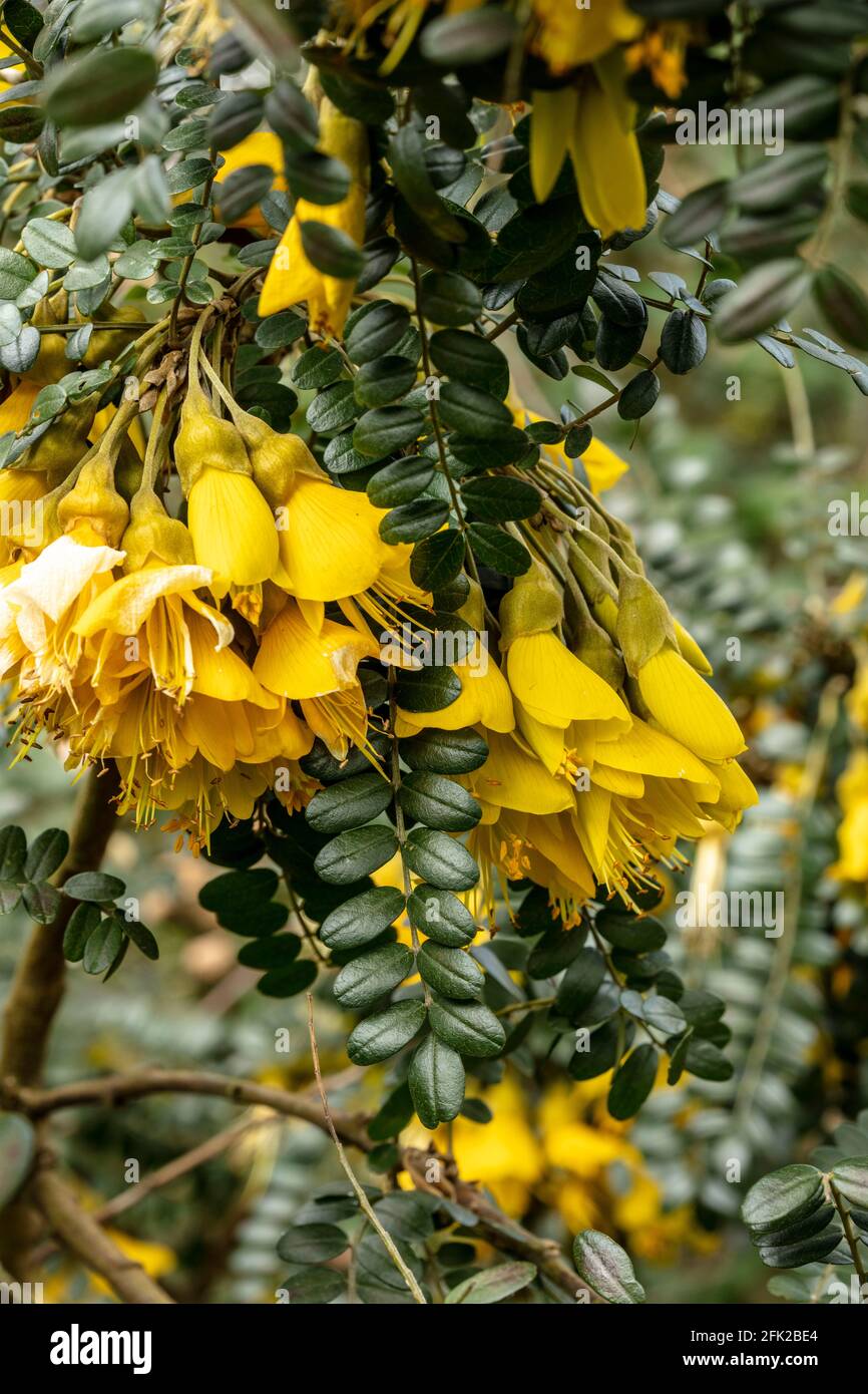 Sophora Sun King = Hilsop, bright yellow flowers in trusses and shiny foliage Stock Photo