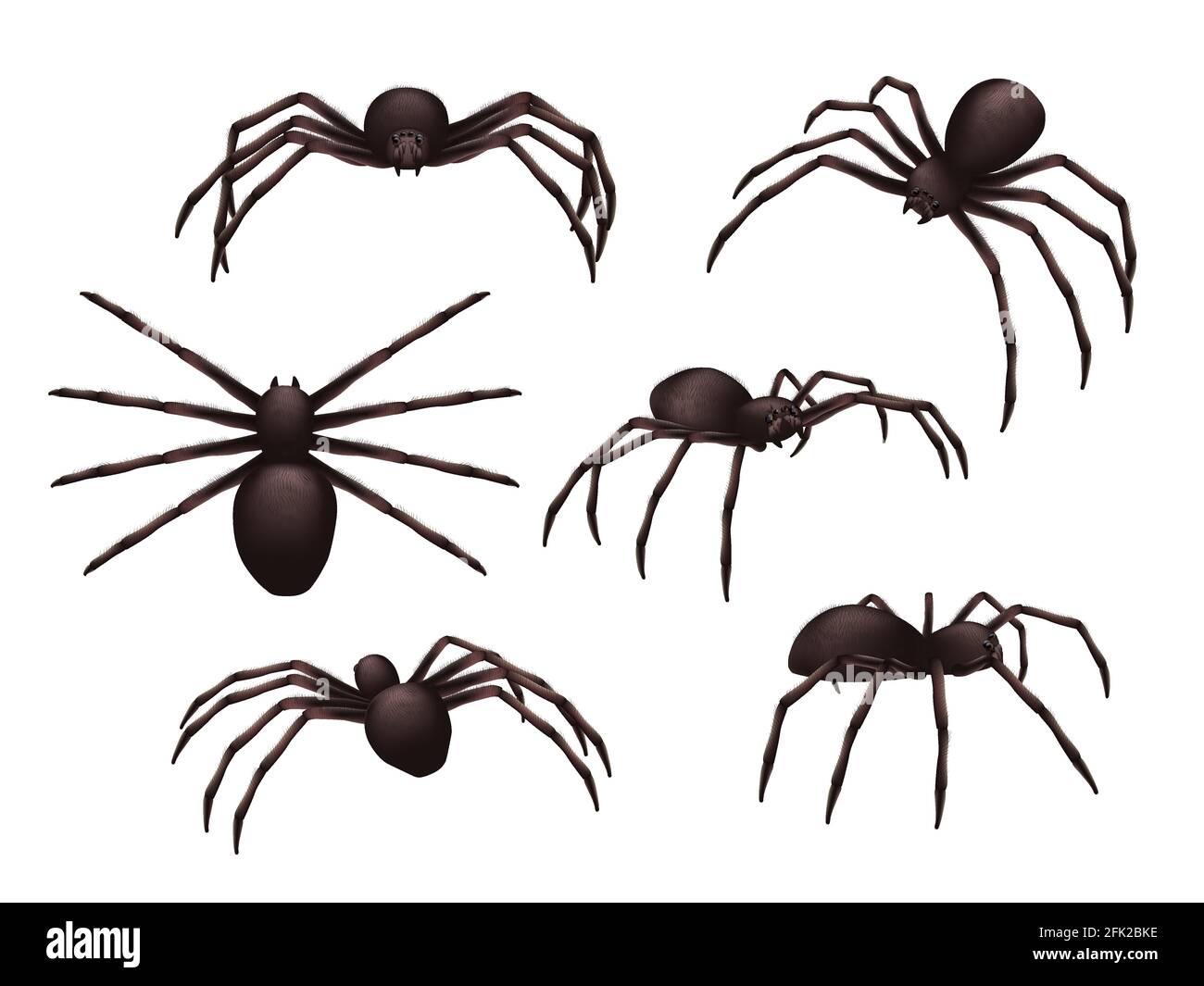 Insects realistic. Spider danger venom horror poisonous black symbols vector set Stock Vector
