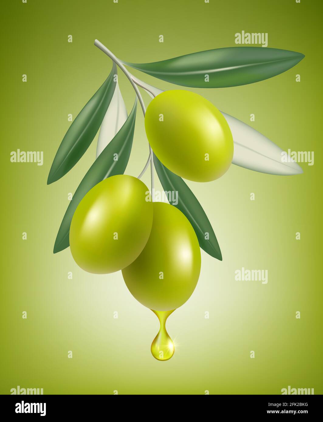 Olive drop. Natural branch with splashes of transparent oil vector