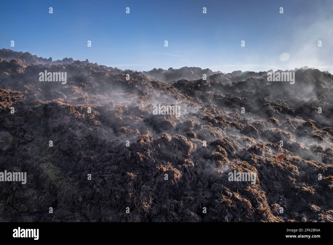 Manure heap, a pile of steaming manure. On a farm. Suffolk, UK. Stock Photo
