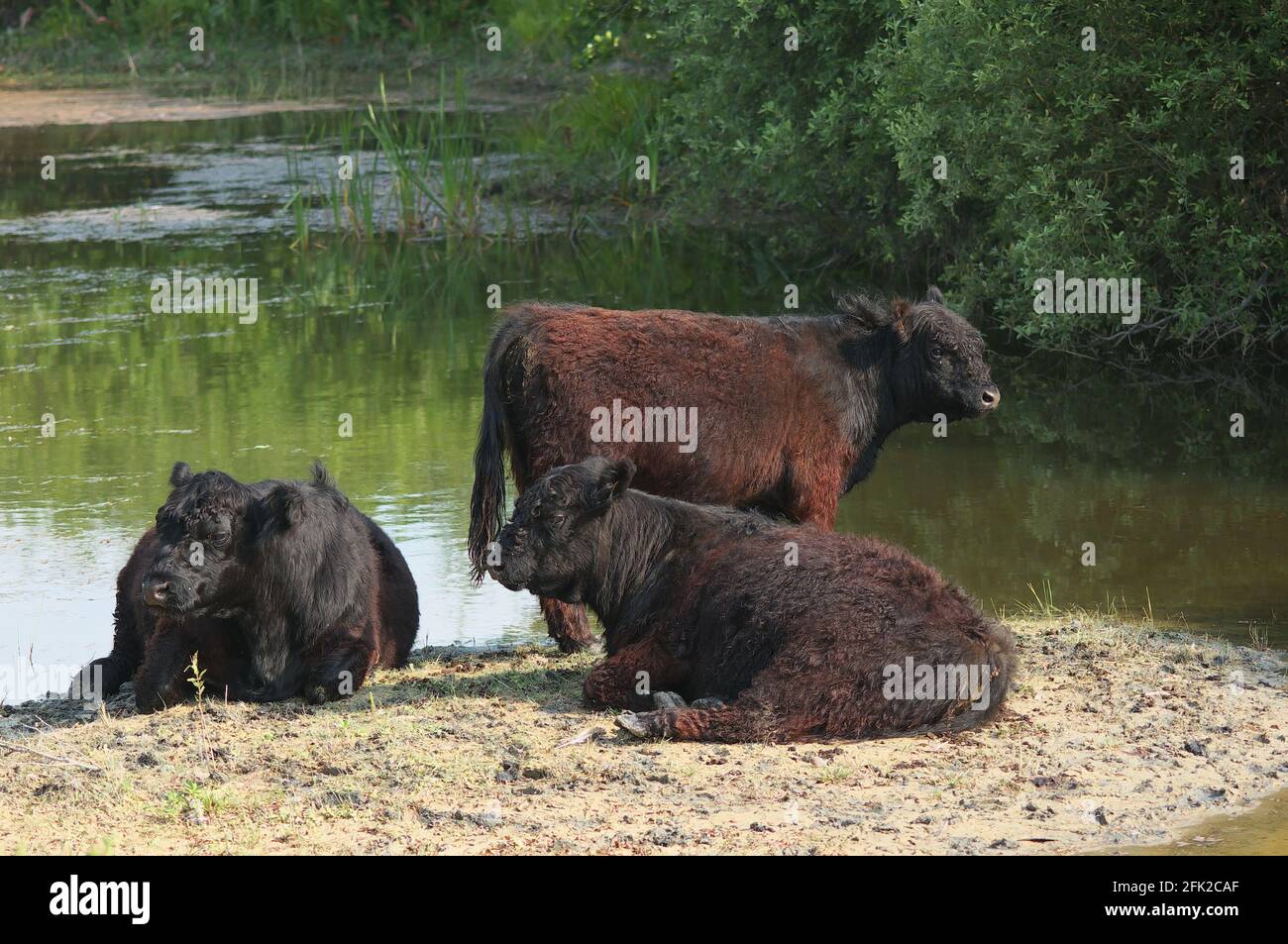 Three Galloway Cattle''s resting in a nature reserve Stock Photo