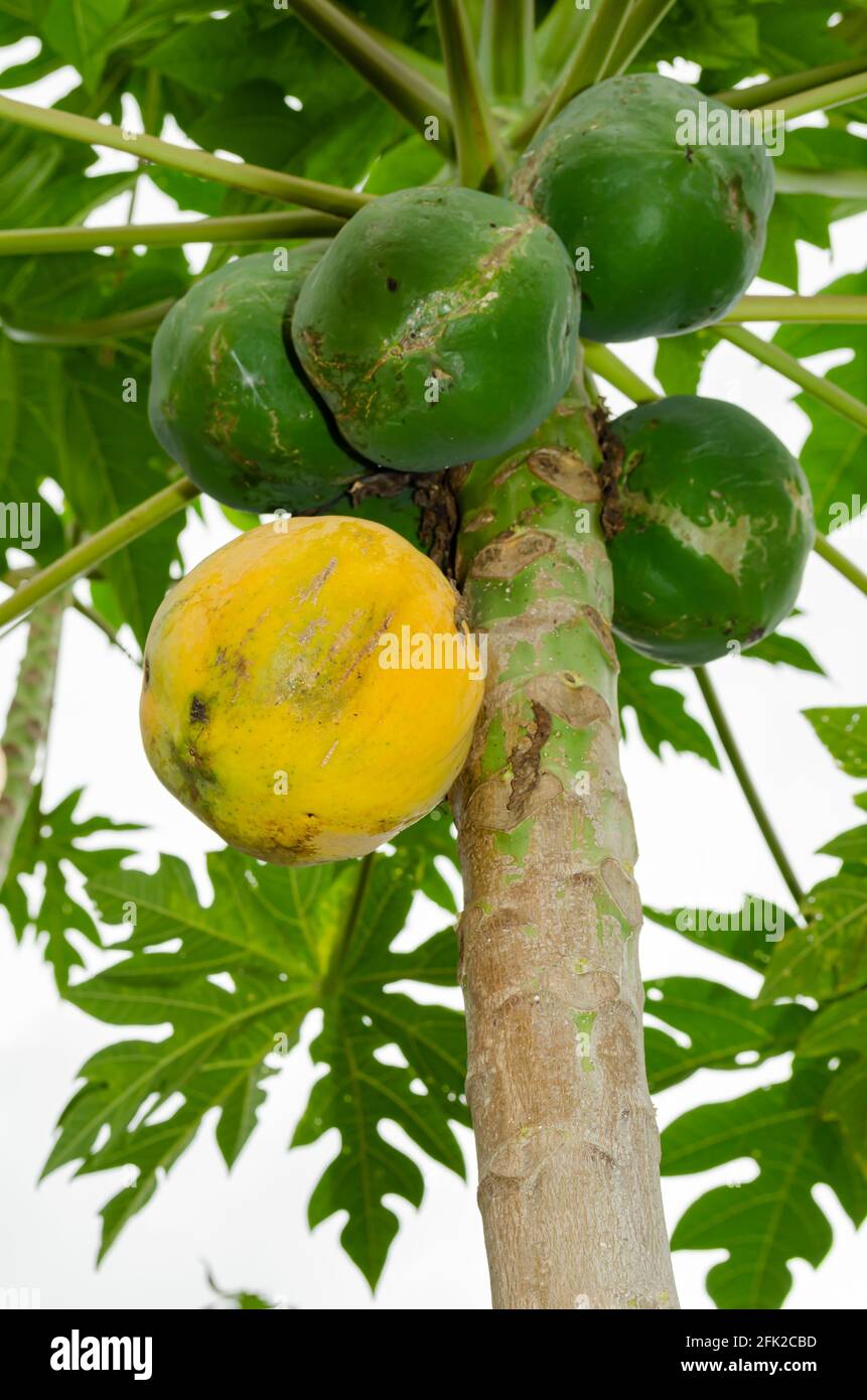 An Isolated Ripe Papaya, And Unripe Bunch Stock Photo